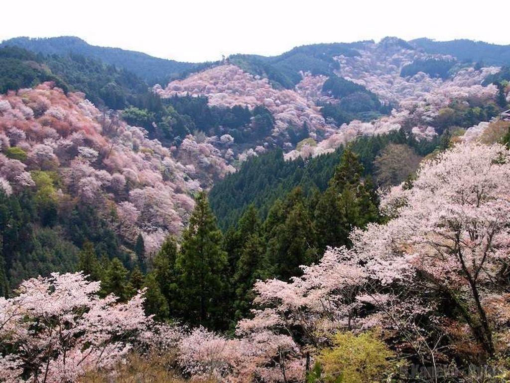 1024x768 Easy Ways To Differentiate Cherry Blossoms and Plum Blossoms