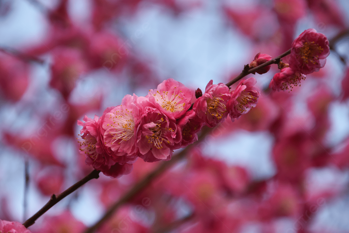 1200x800 Plum Blossom Spring Beginning Spring Equinox Landscape HD Flower Wallpaper Cherry Blossom Background, Plum Blossom, Beginning Of Spring, Vernal Equinox Background Image And Wallpaper for Free Download