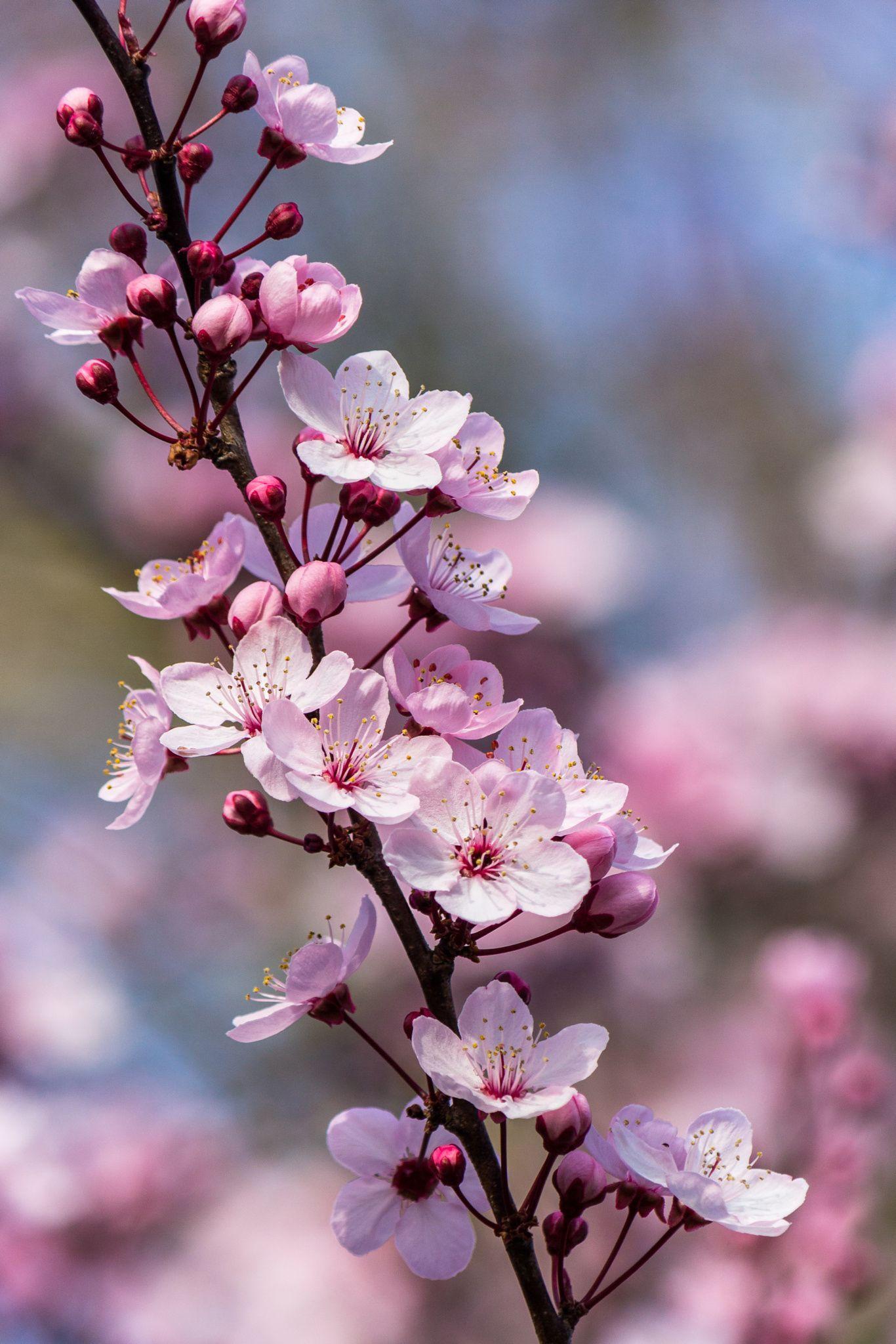1366x2048 Plum Blossom Wallpaper