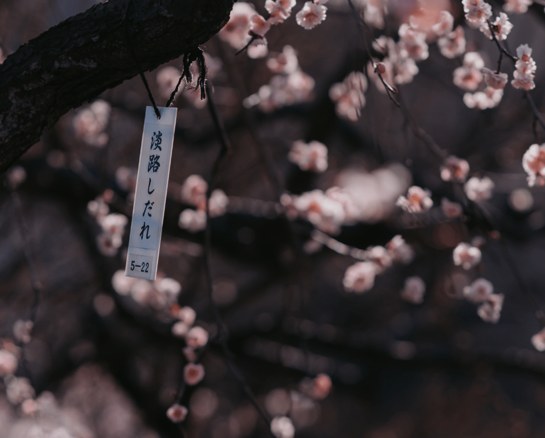 1080x868 The Best 12 Places to See Plum Blossoms in and Around Tokyo in 2023