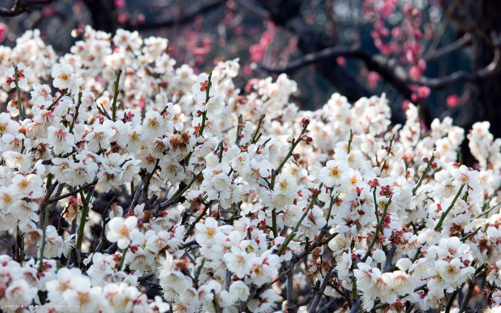 1920x1200 Plum Flowers Wallpaper