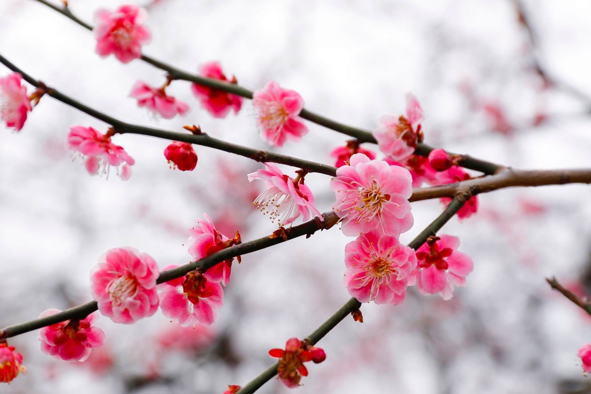 Japanese Plum Blossom Wallpapers - Top Free Japanese Plum Blossom