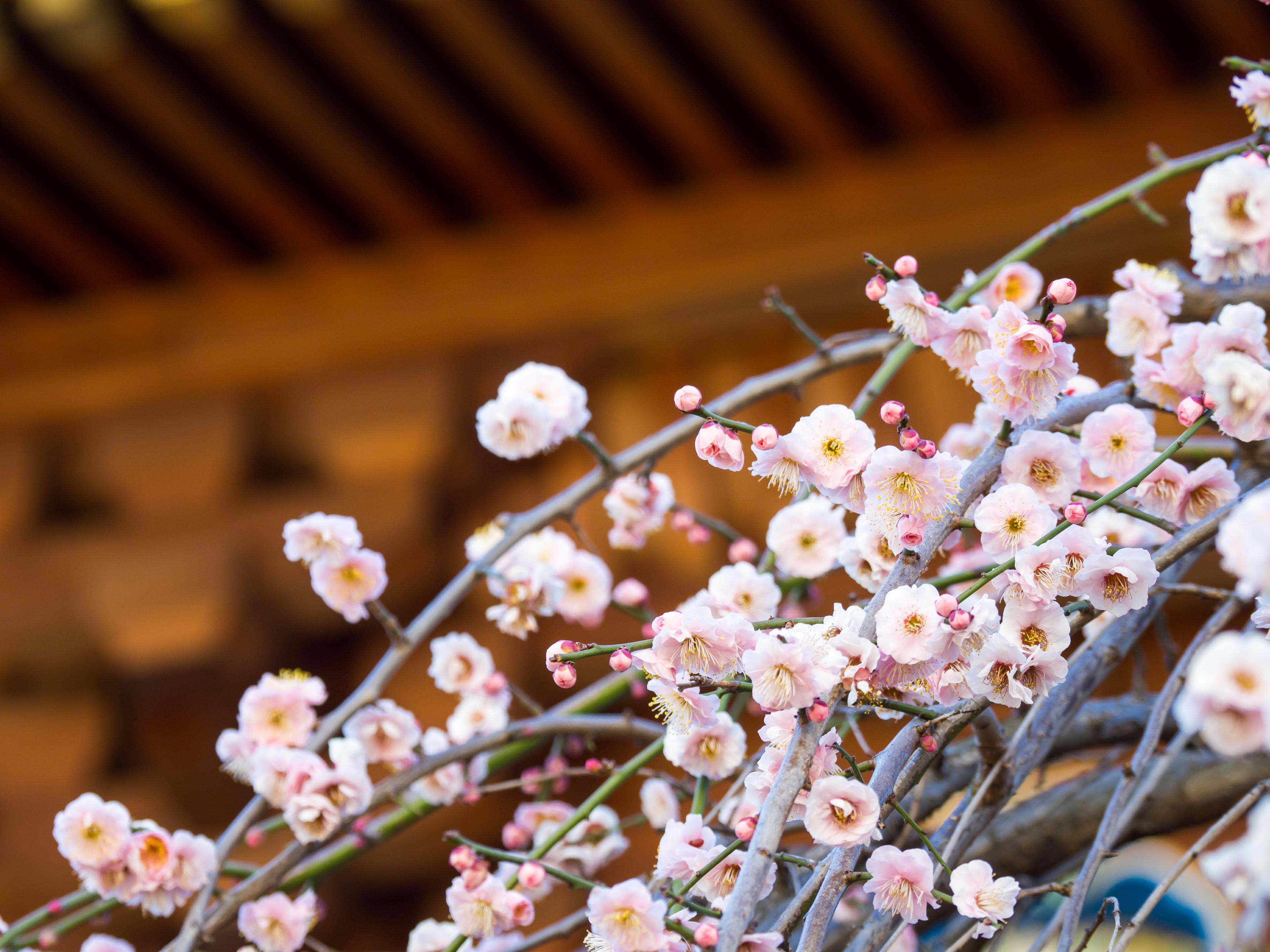 3644x2733 Plum Blossoms in Tokyo: The Best Places to See Them
