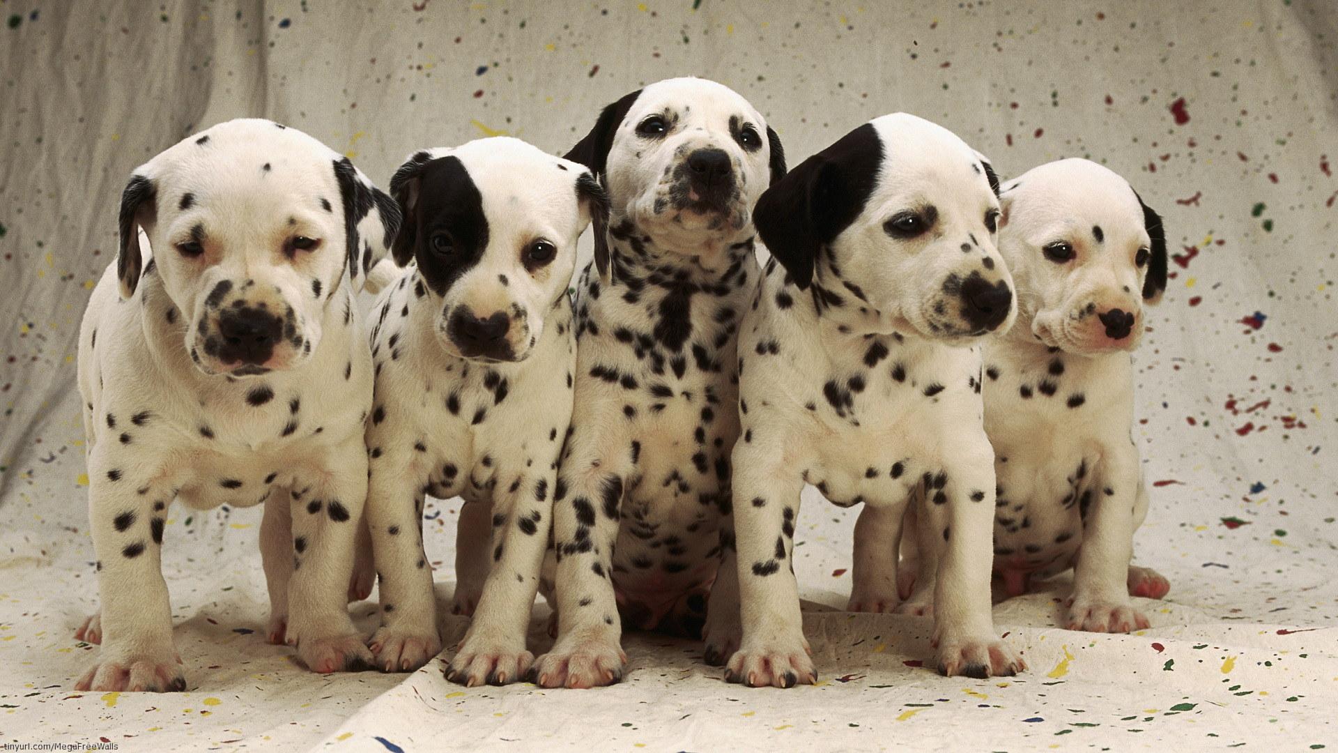 1920x1080 Cute Dalmatian Puppies