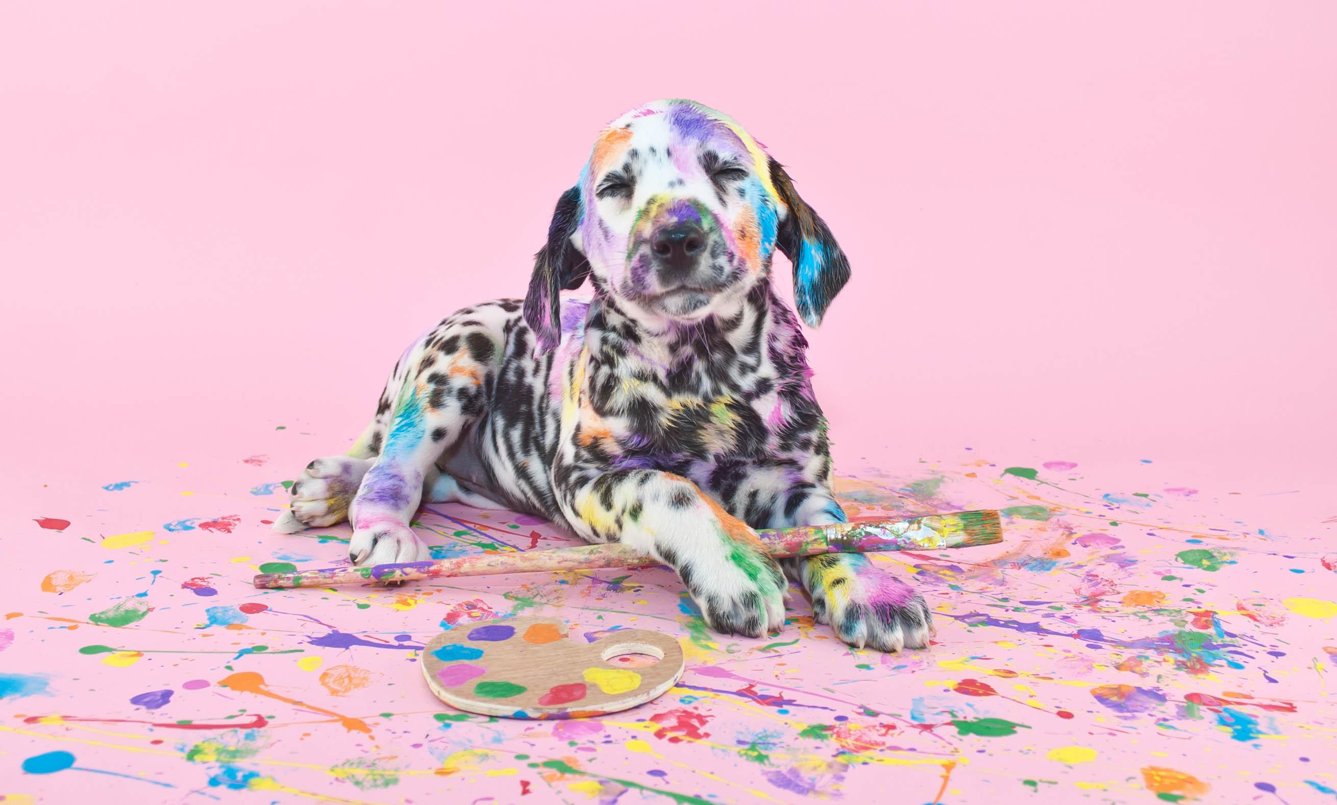 2620x1578 Colorful Dalmatian Puppy HD Wallpaper