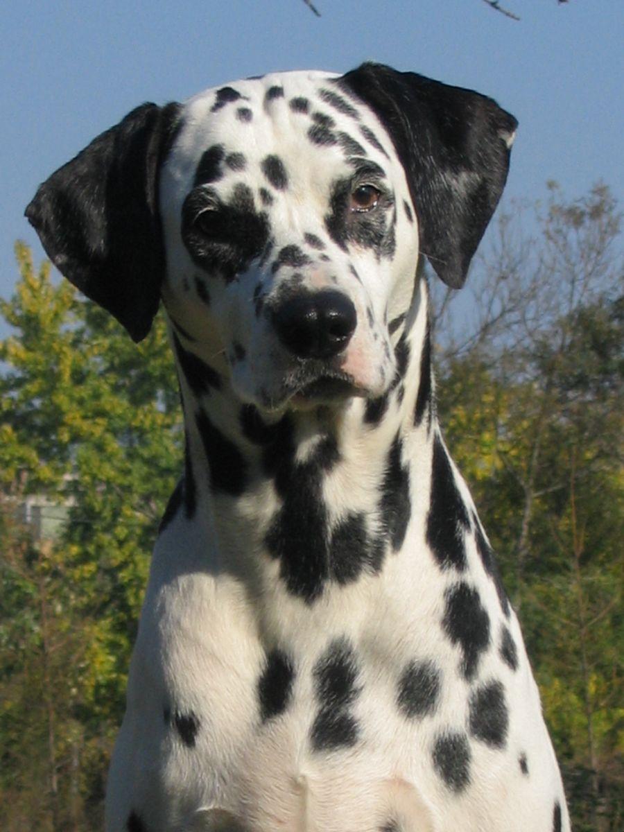 Dalmatian Dog Wallpapers - Top Free Dalmatian Dog Backgrounds ...