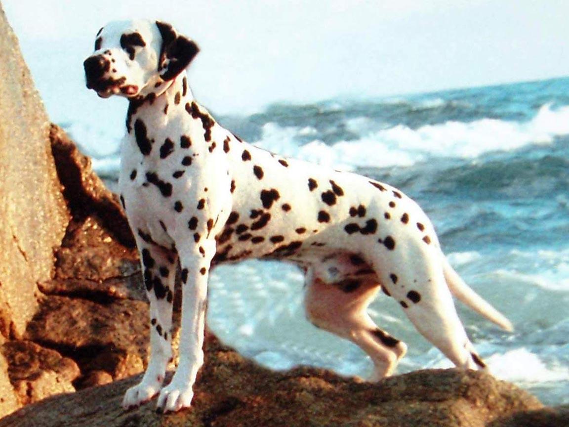 1152x864 Dalmatian Puppy Wallpaper