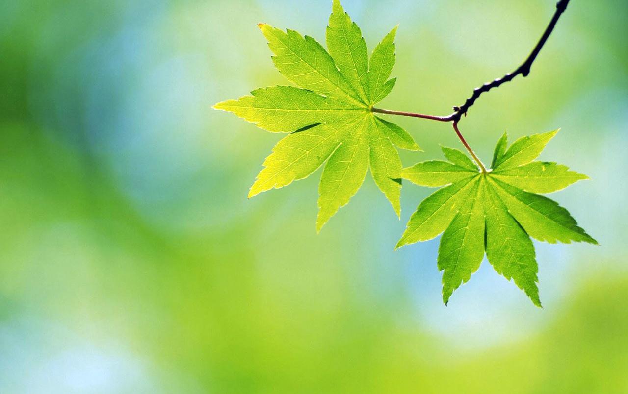 Spring Leaves Wallpapers - Top Free Spring Leaves Backgrounds ...