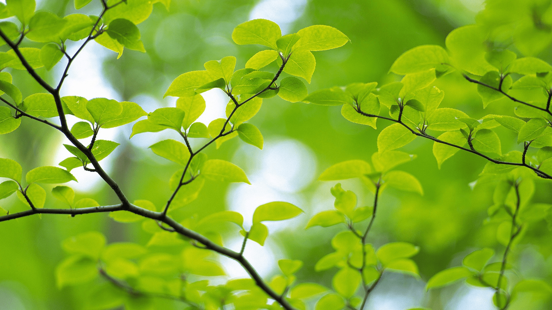 Spring Leaves Wallpapers - Top Free Spring Leaves Backgrounds ...