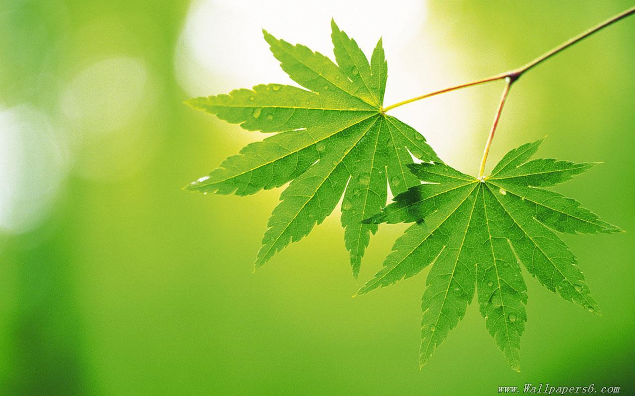 1280x800 Free Download Wallpaper High Resolution Spring Green Leaves 4 High Resolution [1280x800] For Your Desktop, Mobile & Tablet. Explore Spring Wallpaper High Res. High Res Background, High Res Wallpaper 1920x
