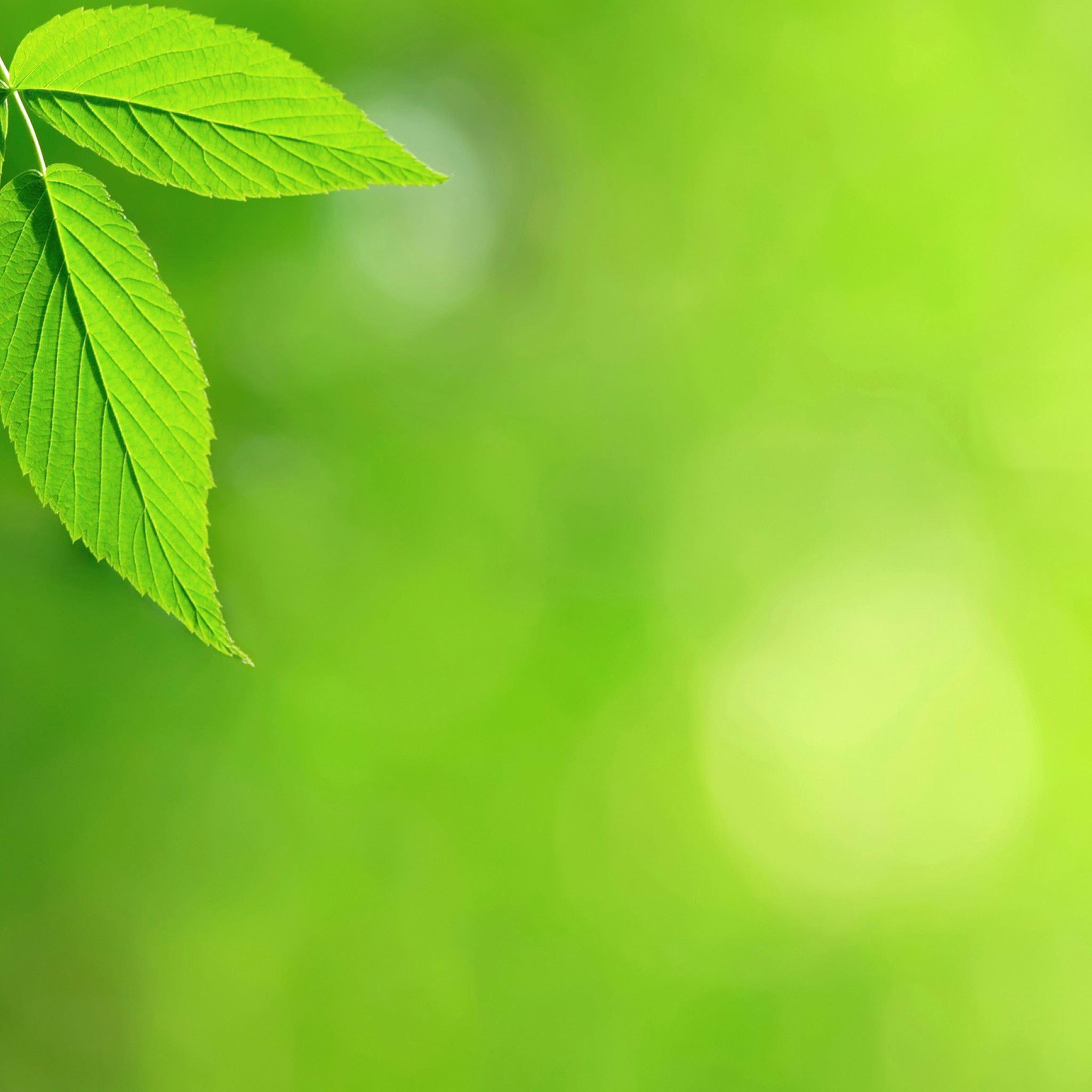 2048x2048 Spring Leaves iPad Air Wallpaper Free Download