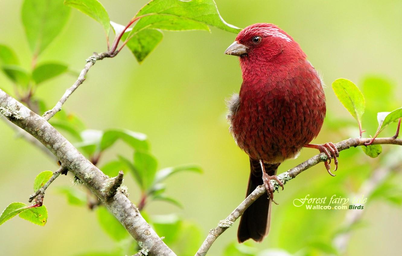 1332x850 Wallpaper red, leaves, tree, beautifull, spring, Bird, brach image for desktop, section животные