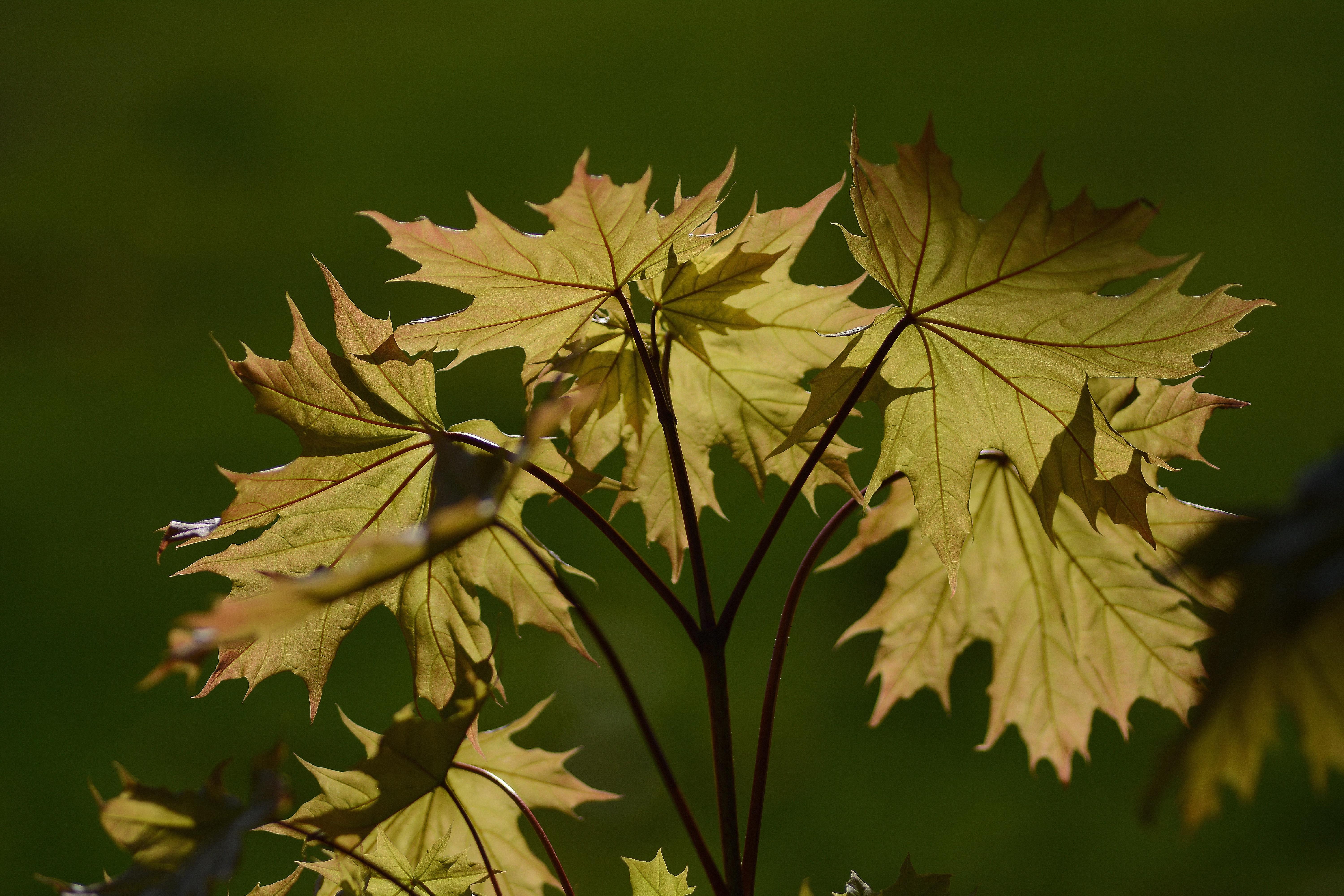 6000x4000 Maple Leaf HD Wallpaper and Background