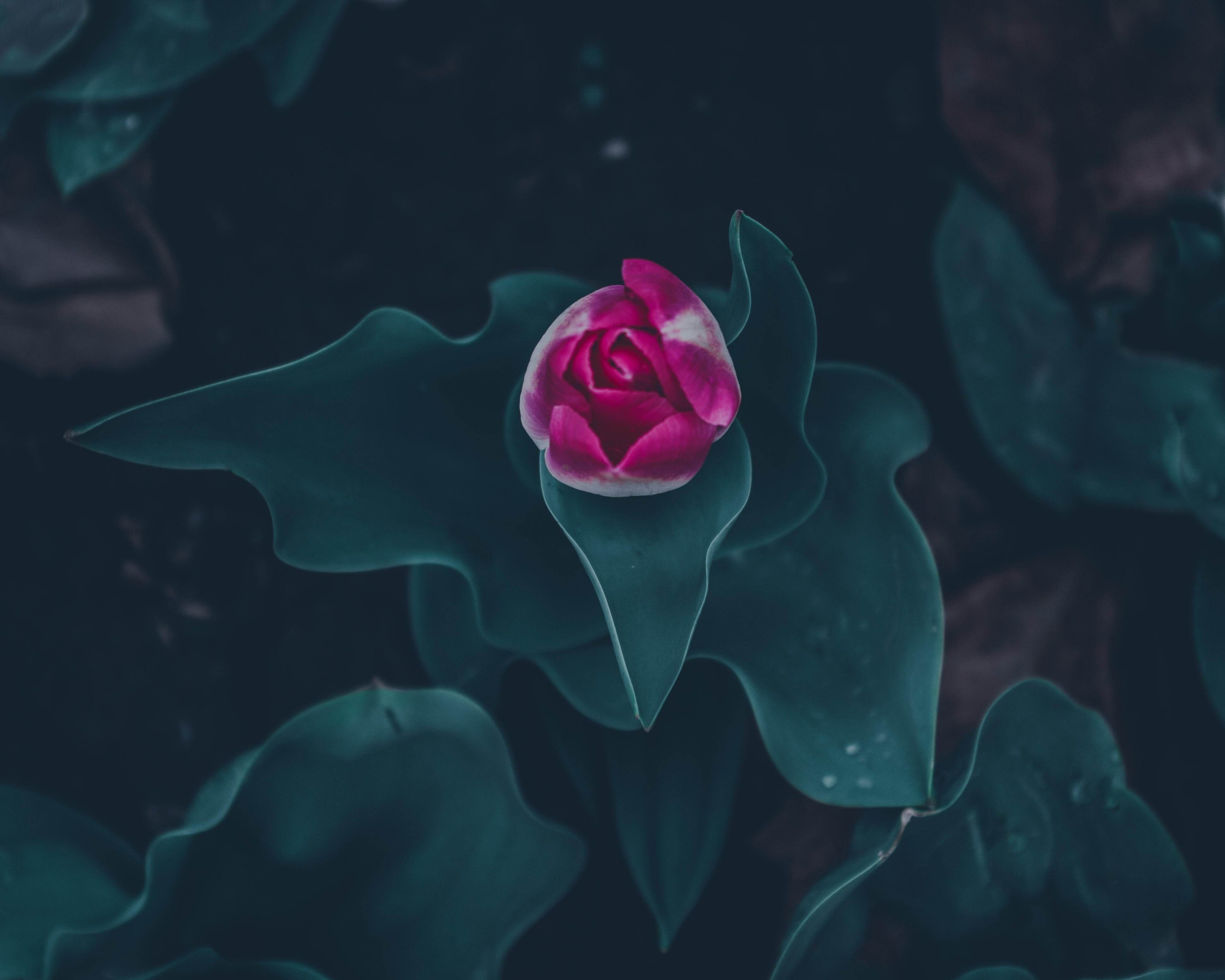 3880x3104 4K, water drops, leaves, rain, dark, spring, emotion, purple, nature, green Gallery HD Wallpaper
