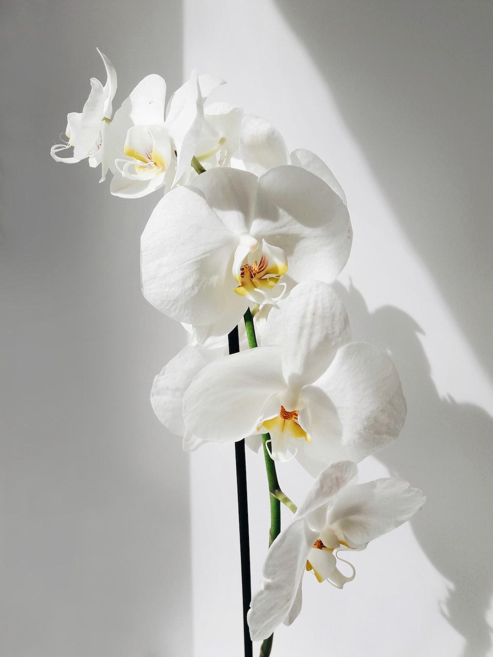 1000x1333 Orchid Flower Picture. Download Free Image