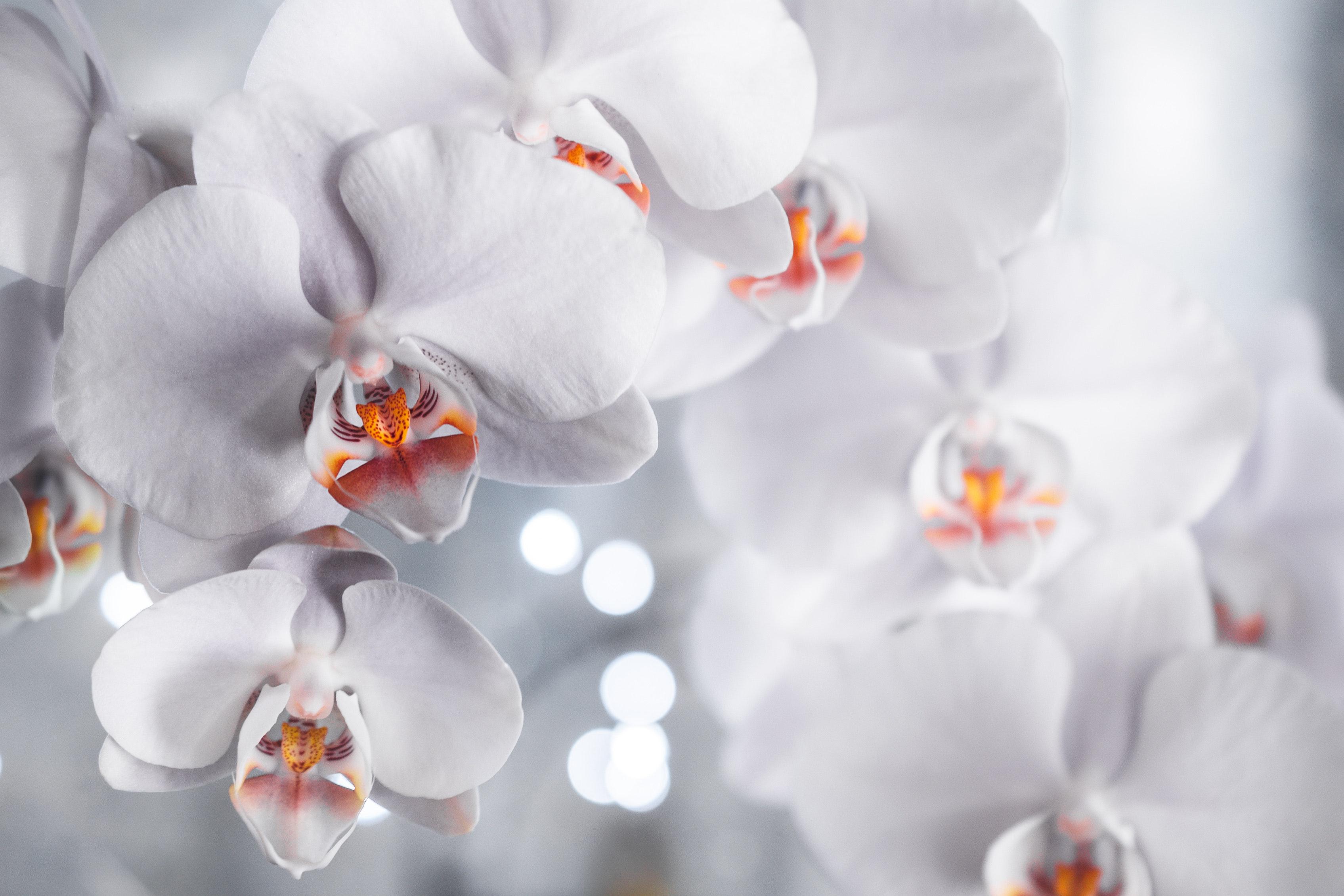 3391x2261 Orchid Photo, Download The BEST Free Orchid & HD Image