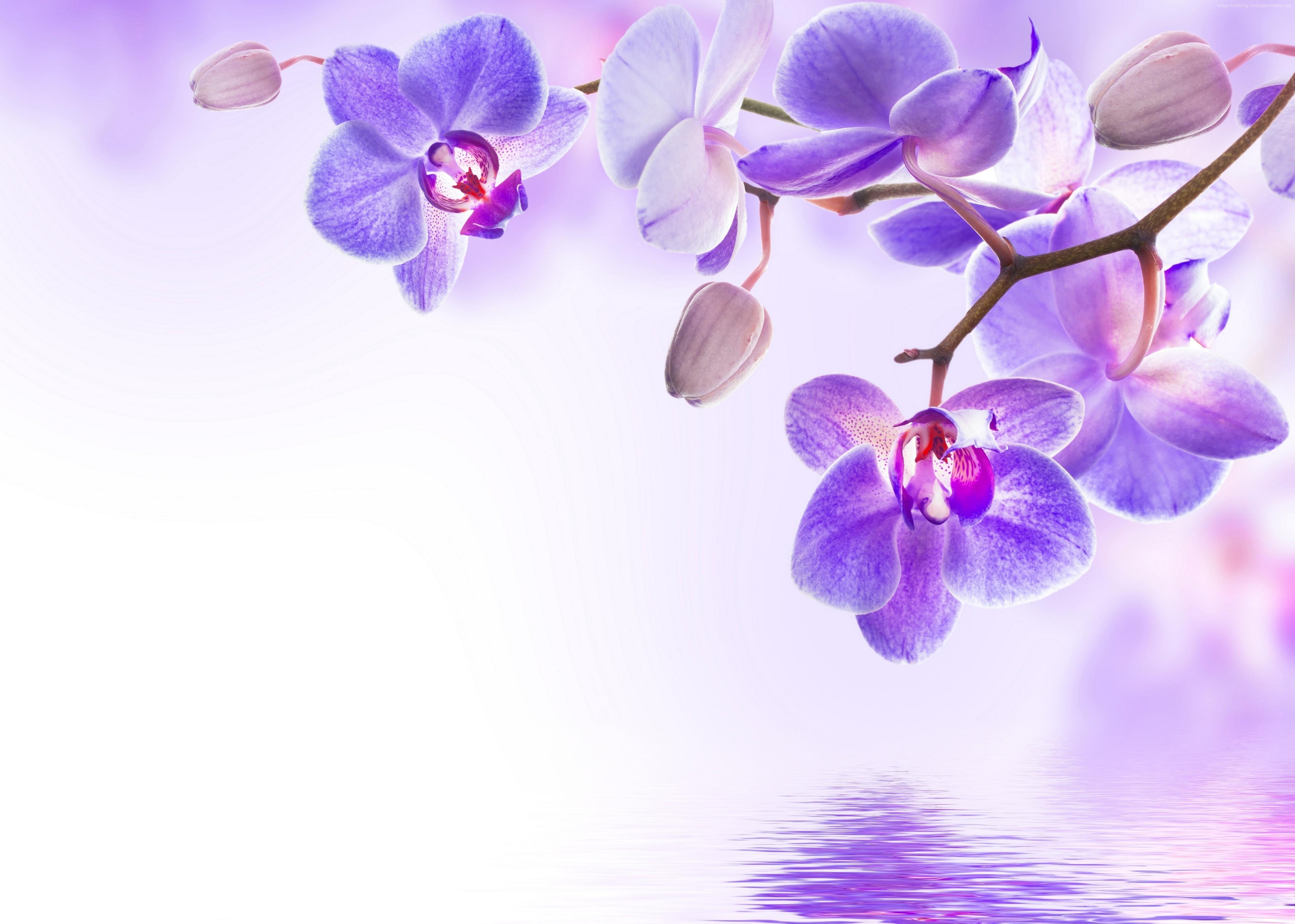 4000x2855 4k, orchid, flower Gallery HD Wallpaper