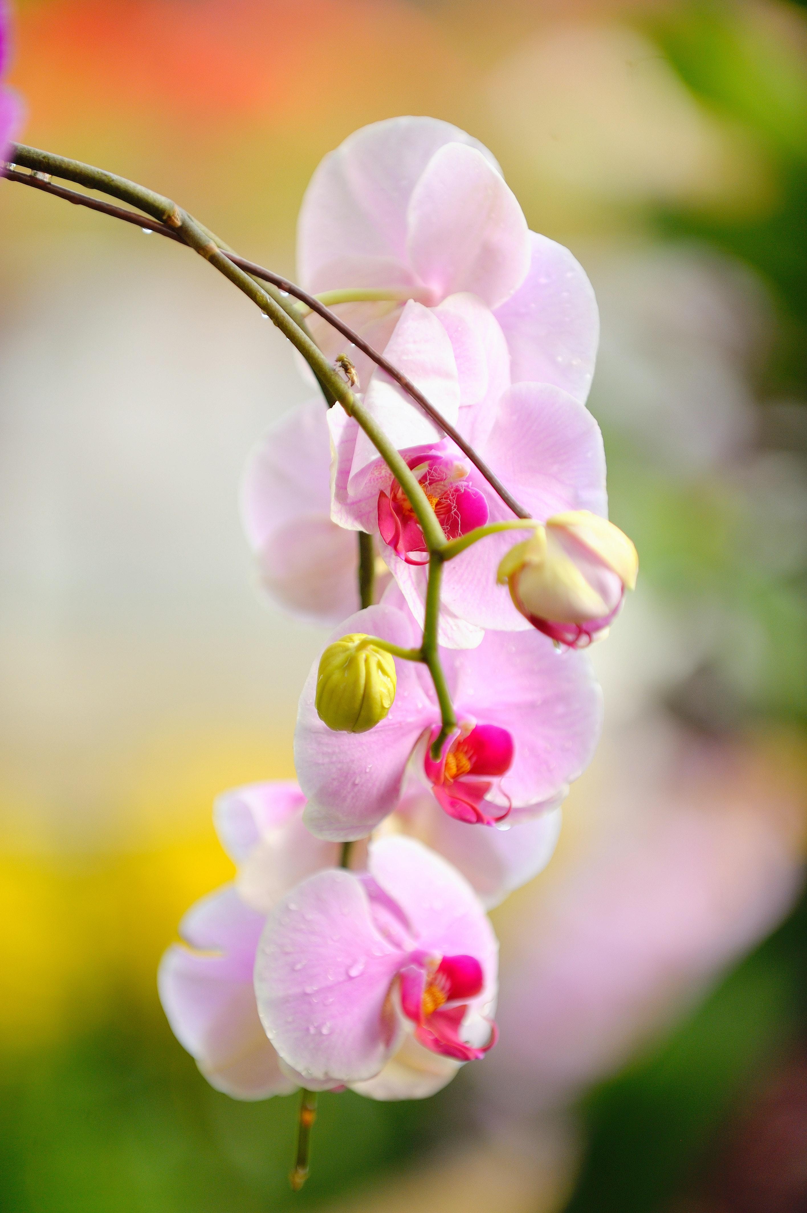 2832x4256 Orchid Flower Photo, Download The BEST Free Orchid Flower & HD Image