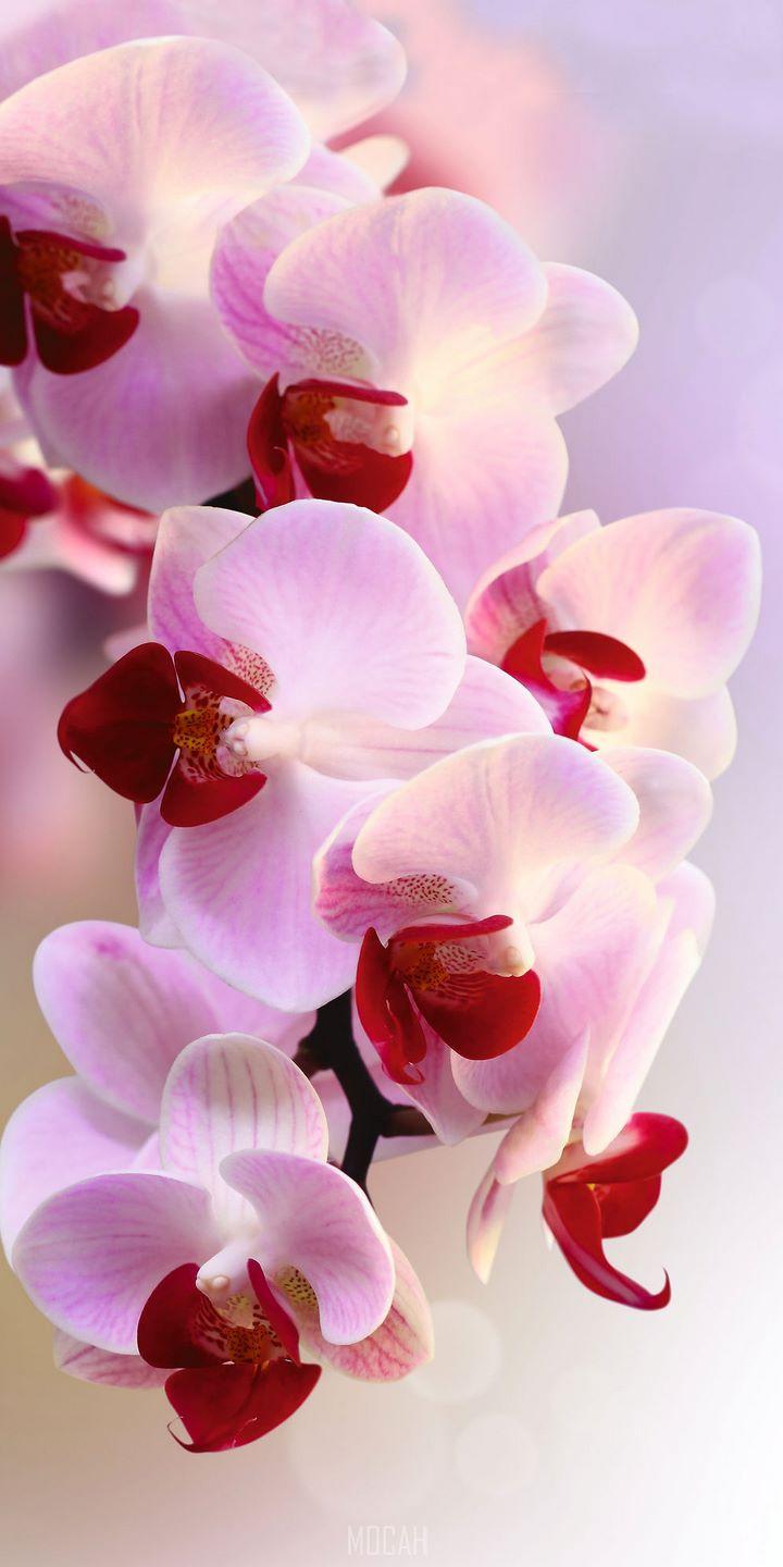 720x1440 Orchids, Flower, Flowering Plant, Moth Orchid, Pink, Lenovo K5 background, 720x1440 Gallery HD Wallpaper