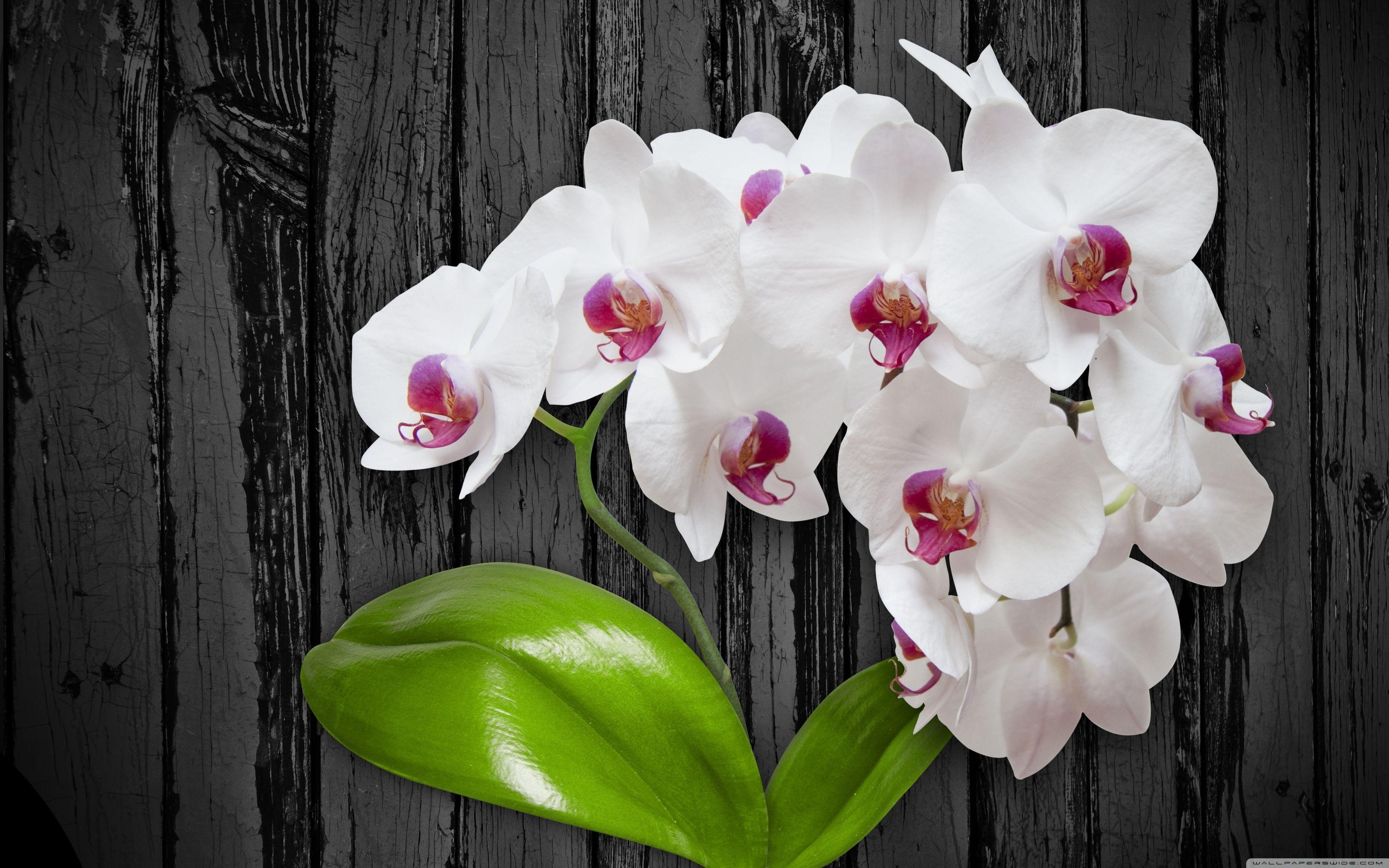 3840x2400 Orchid Desktop Wallpaper