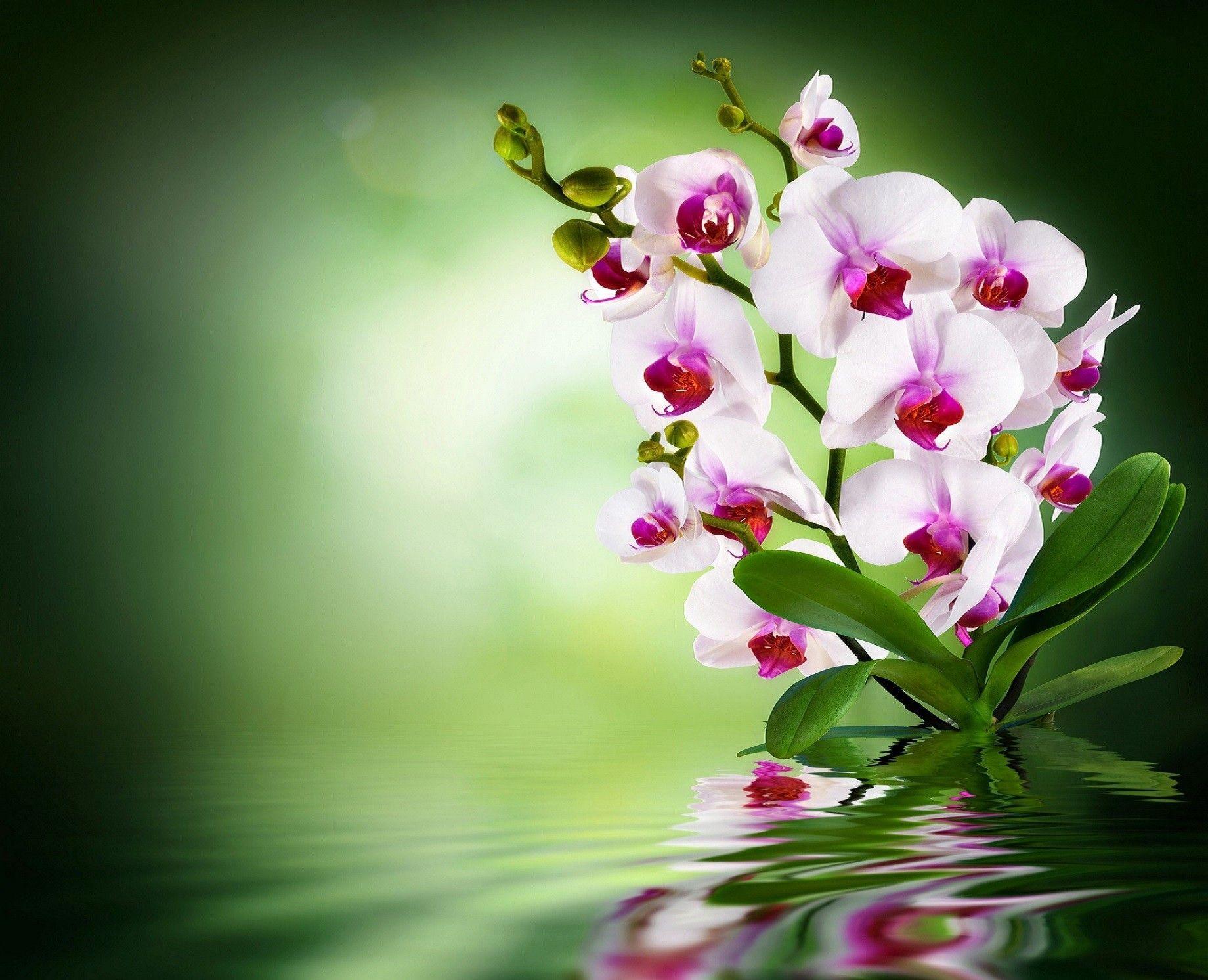 1840x1492 Orchid Flower 4K Wallpaper