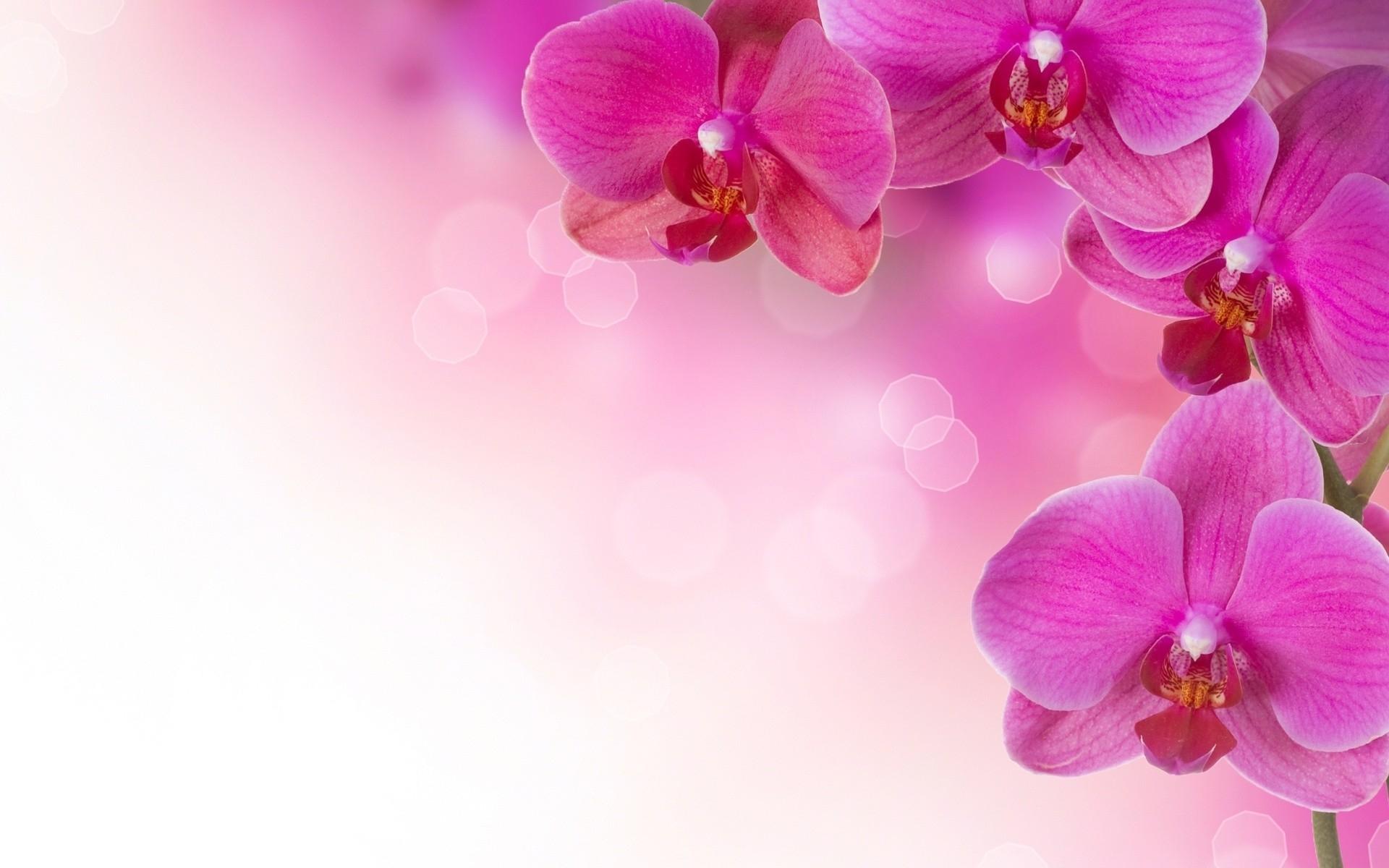1920x1200 orchid HD wallpaper, background