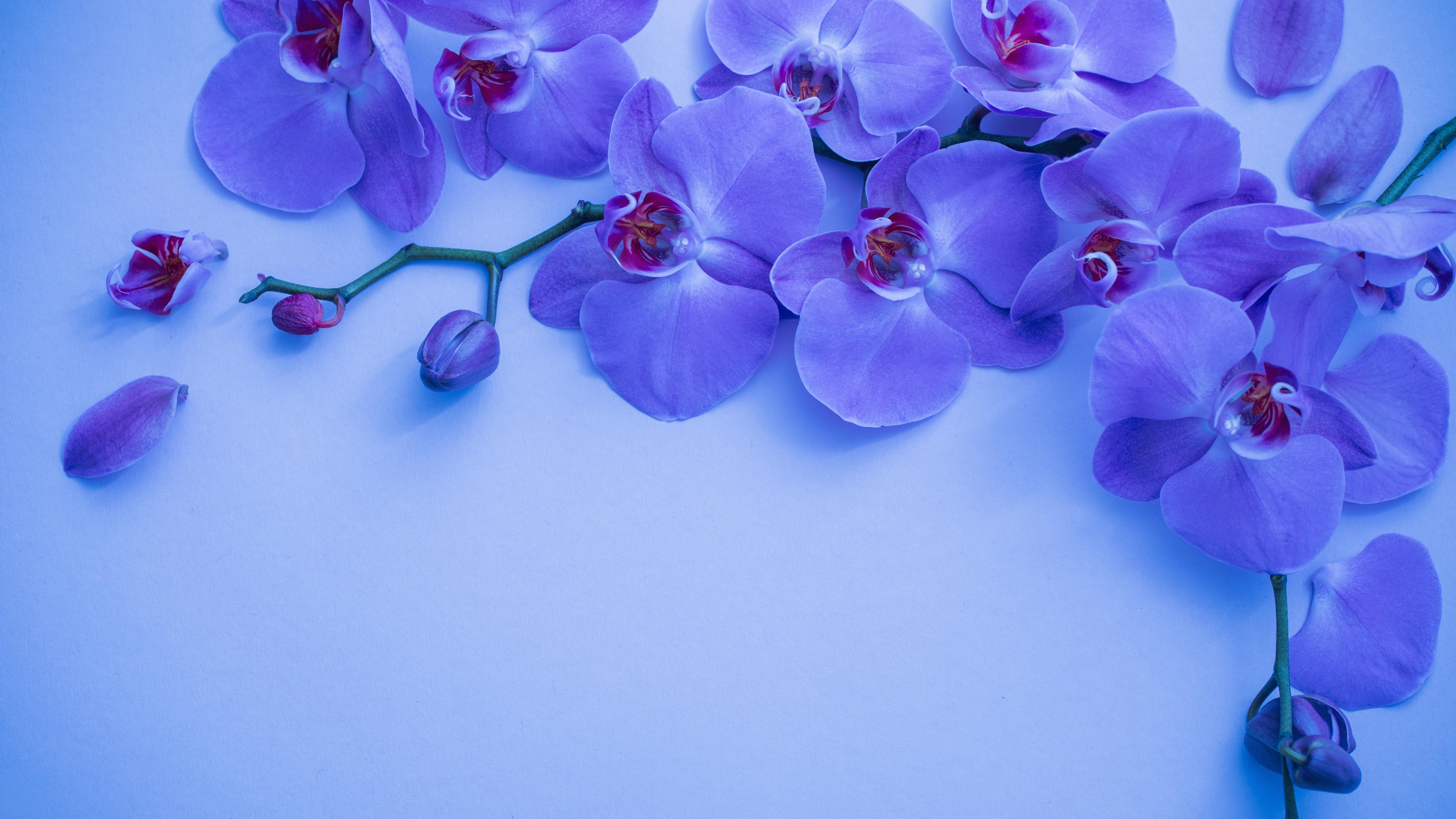 5120x2880 Orchid Wallpaper