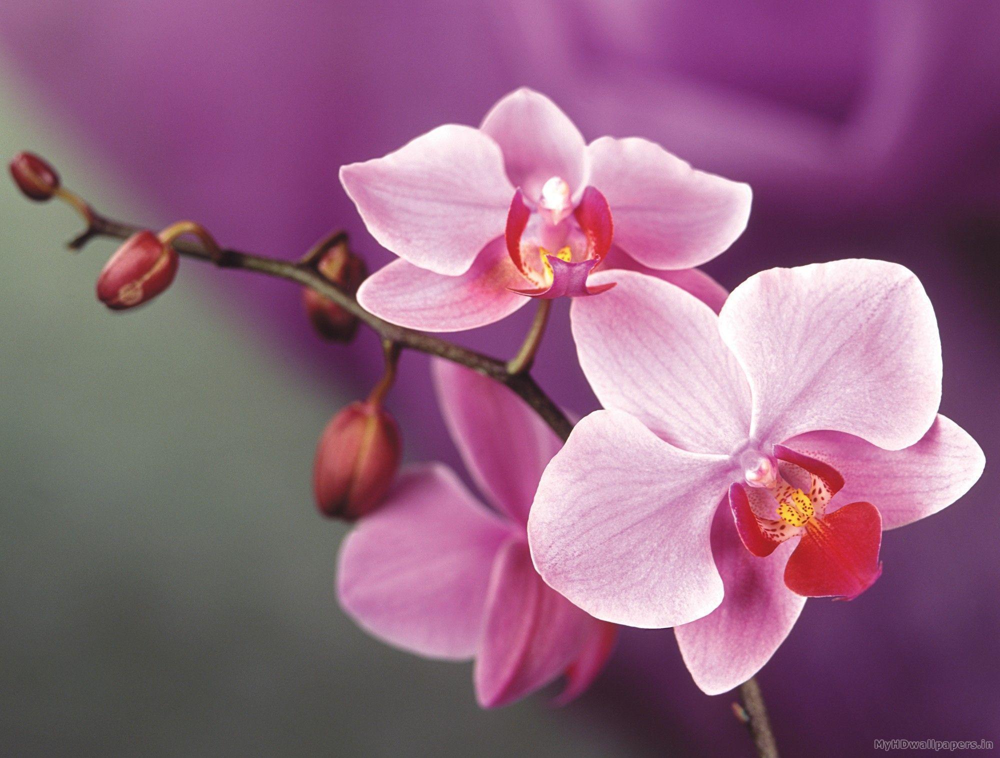 2000x1516 Pink Orchid Wallpaper