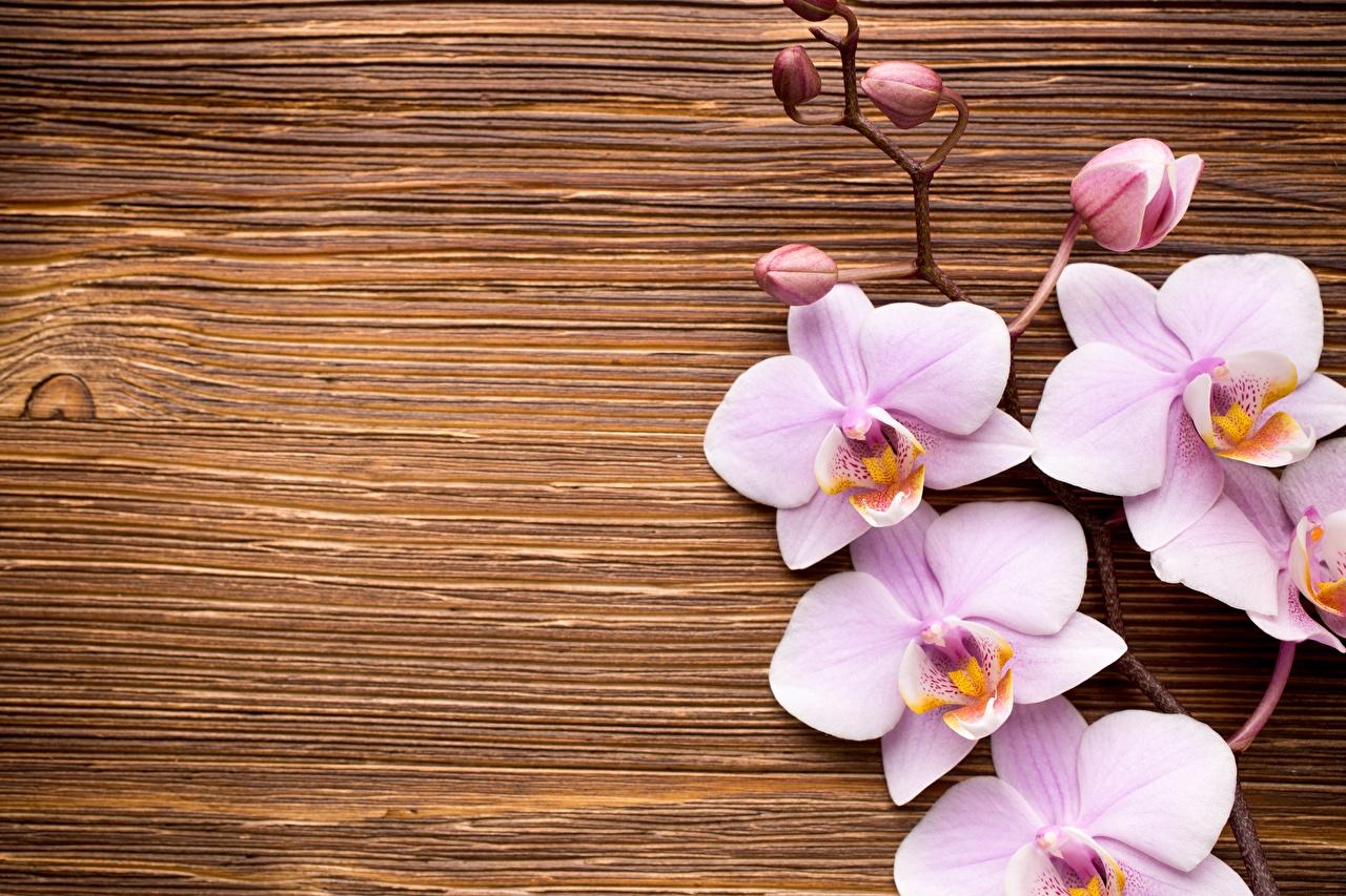1280x853 Desktop Wallpaper Orchid flower