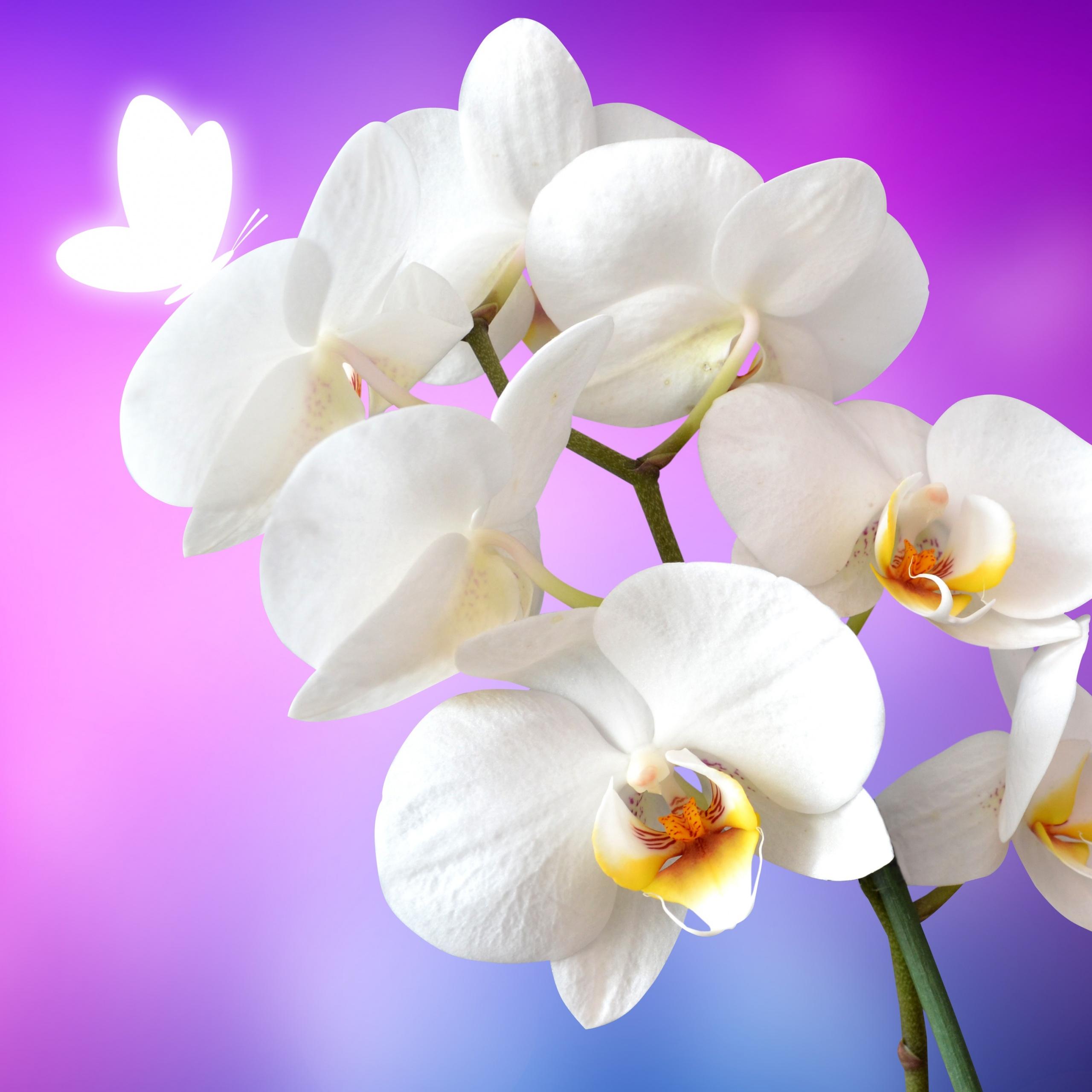 2560x2560 Orchid flowers Wallpaper 4K, White Orchids, Flowers