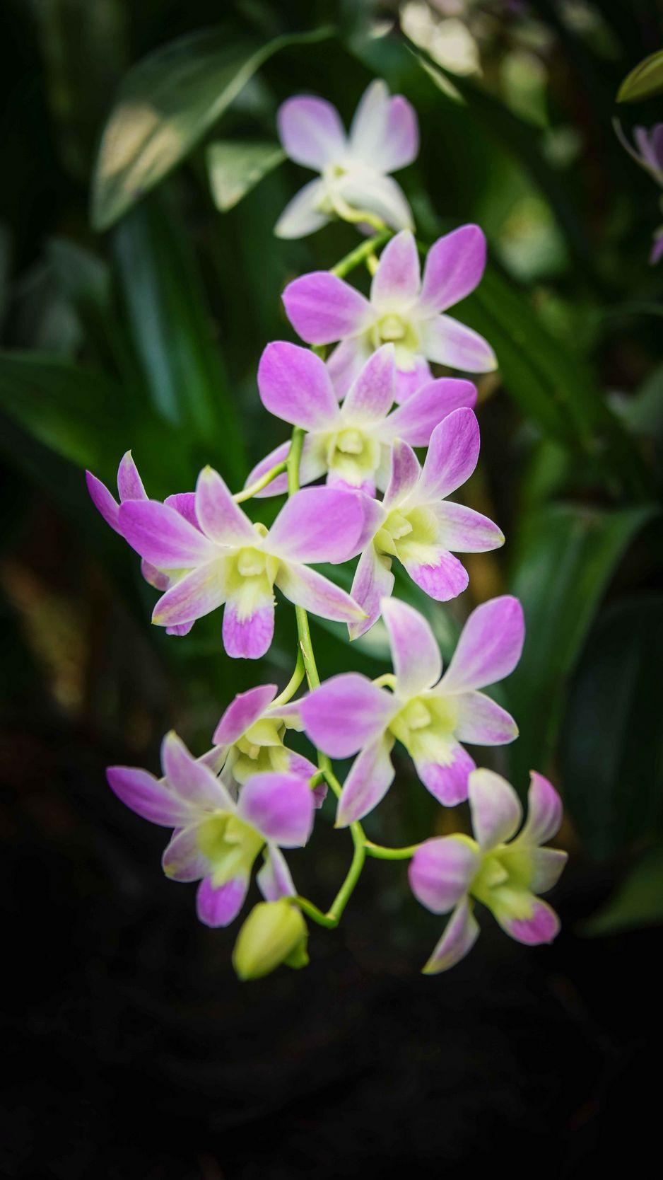 938x1668 Download Wallpaper 938x1668 Singapore Orchid, Orchid, Flowers Iphone 8 7 6s 6 For Parallax HD Background