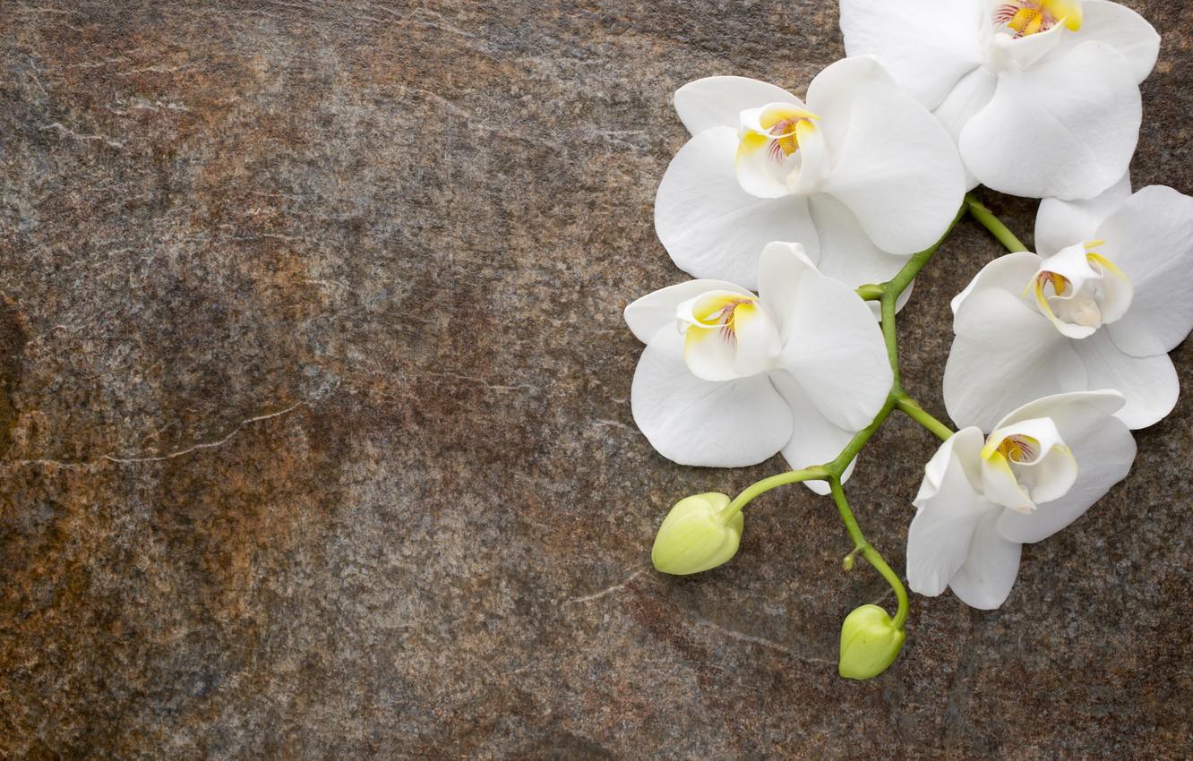 1332x850 Wallpaper flowers, white, white, buds, Orchid, flowers, orchid image for desktop, section цветы