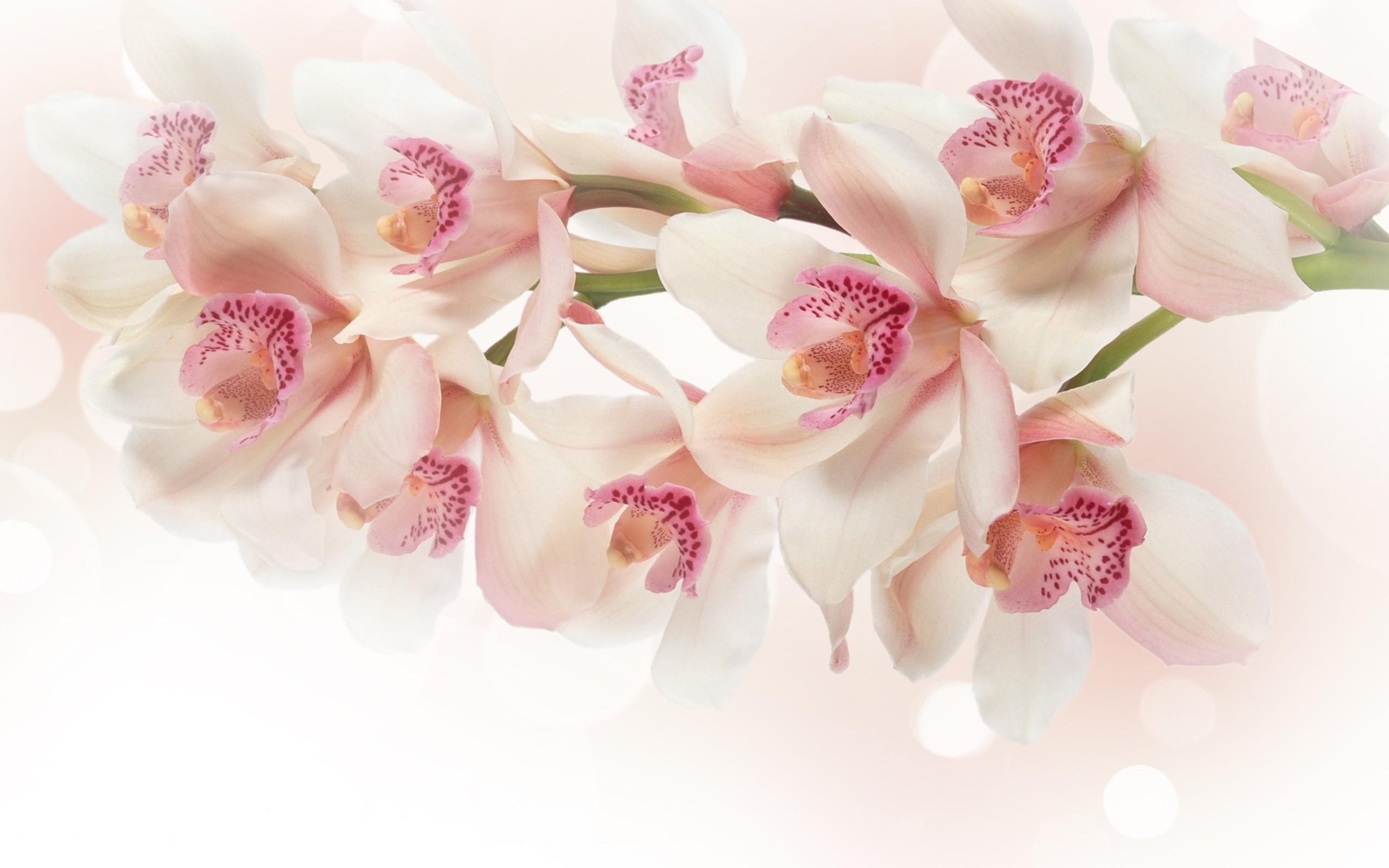 2560x1600 Gallery for White And Pink Orchids Wallpaper. white orchid flowers pink g wallpaper background