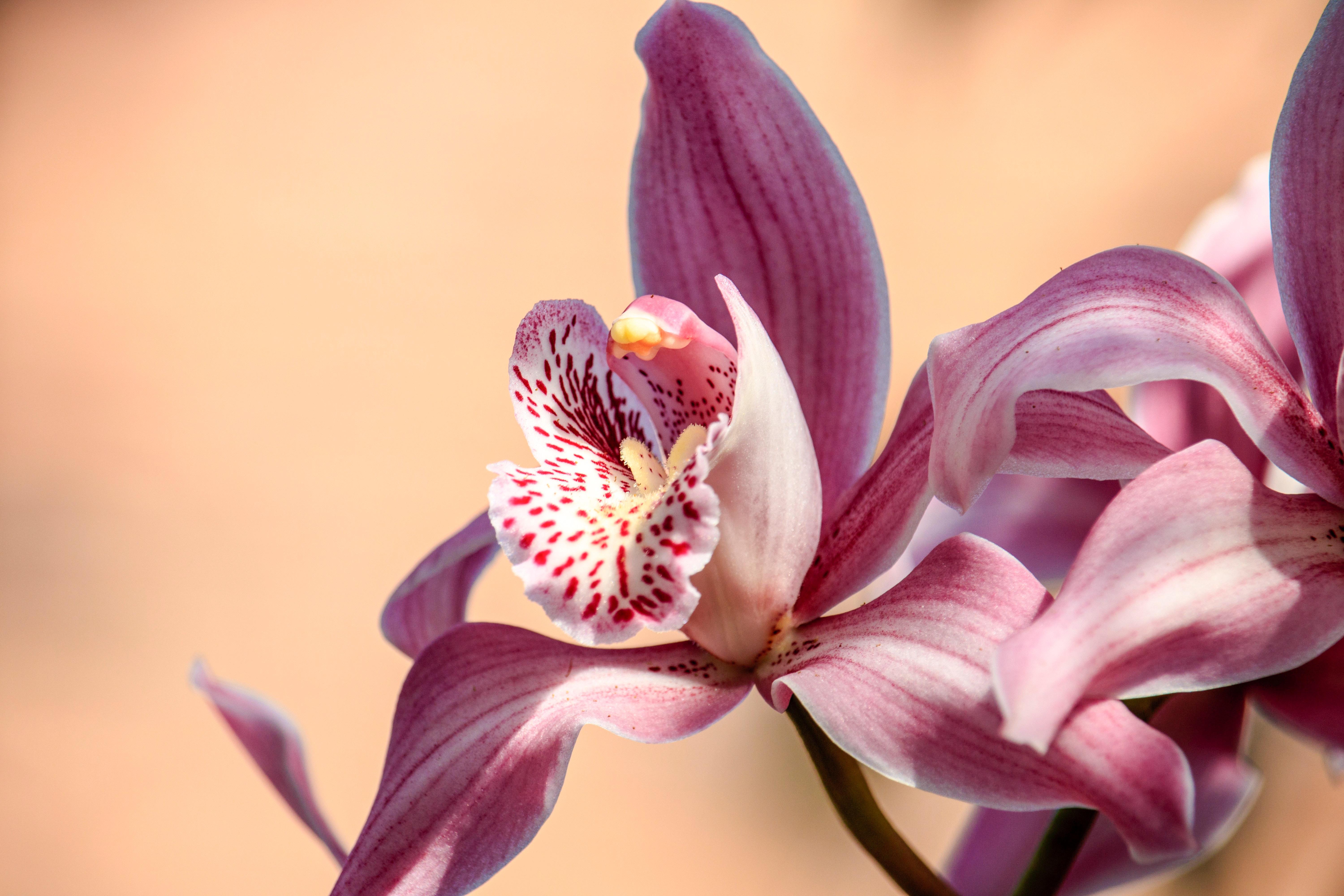 6000x4000 Orchid Flower Photo, Download The BEST Free Orchid Flower & HD Image