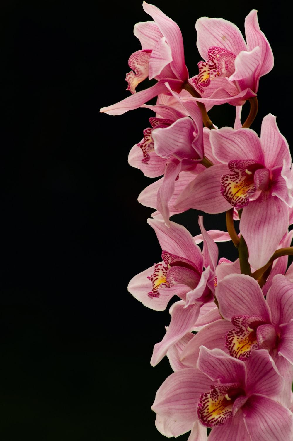 1000x1502 Orchid Picture. Download Free Image