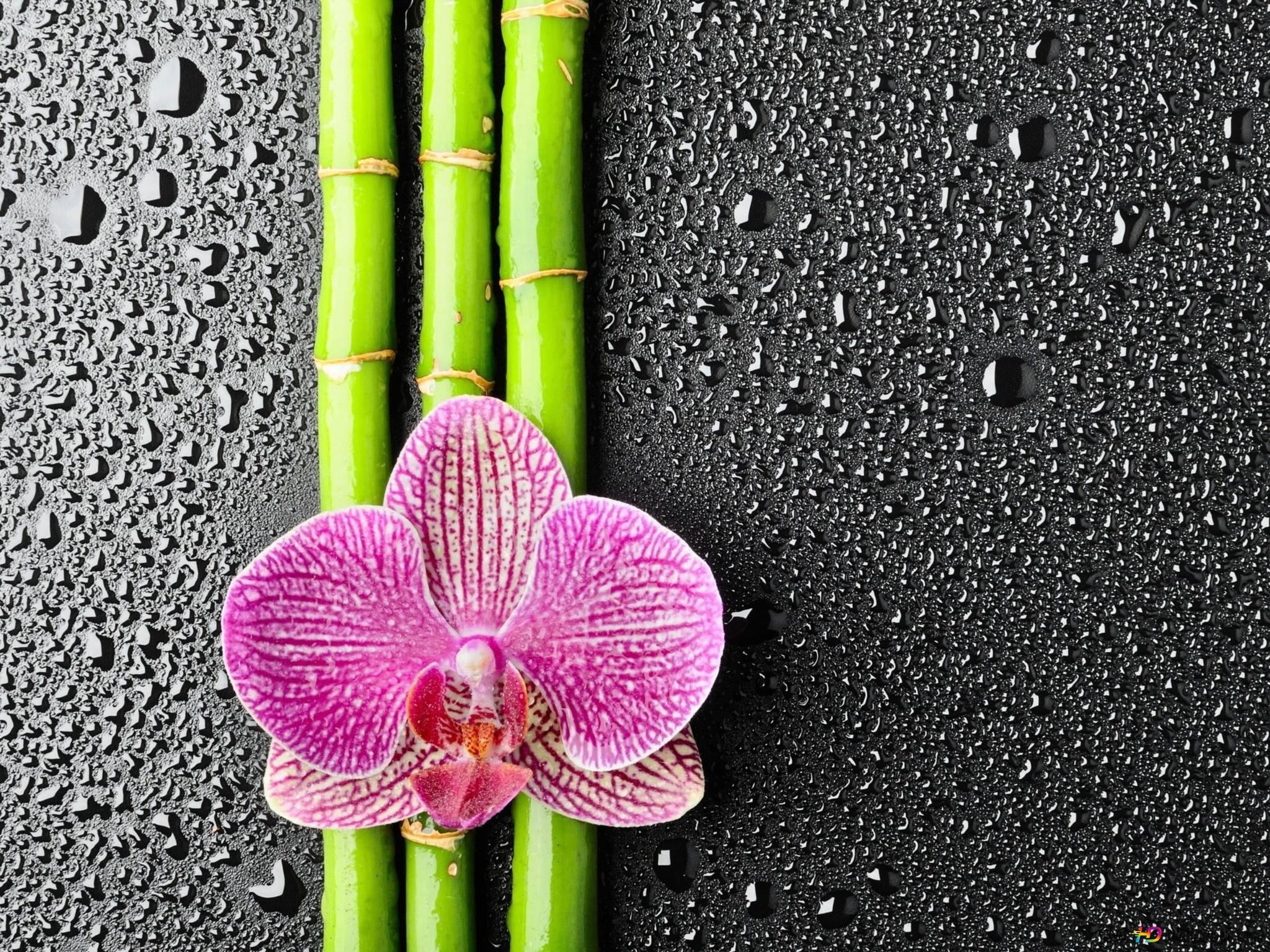2048x1536 Pink orchid flower and bamboo on black background with dew grain 4K wallpaper download