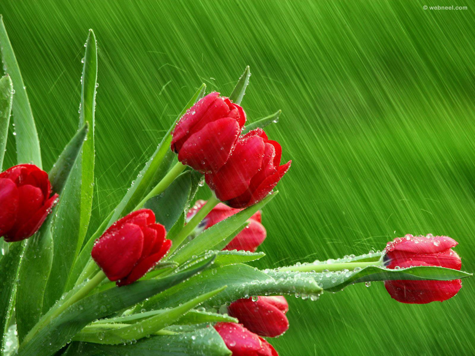 1600x1200 rain wallpaper flowers 13
