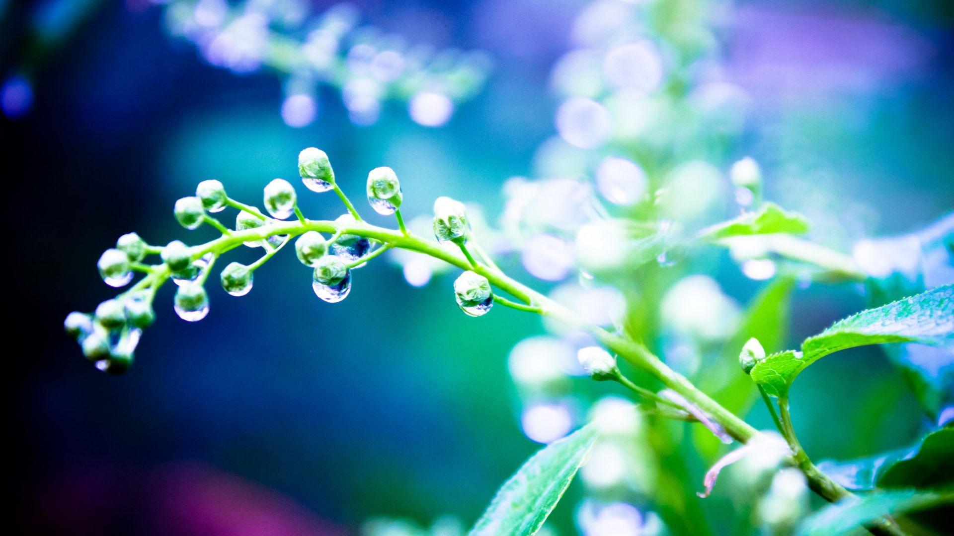 1920x1080 Rain Wallpaper 4K resolution, 8k