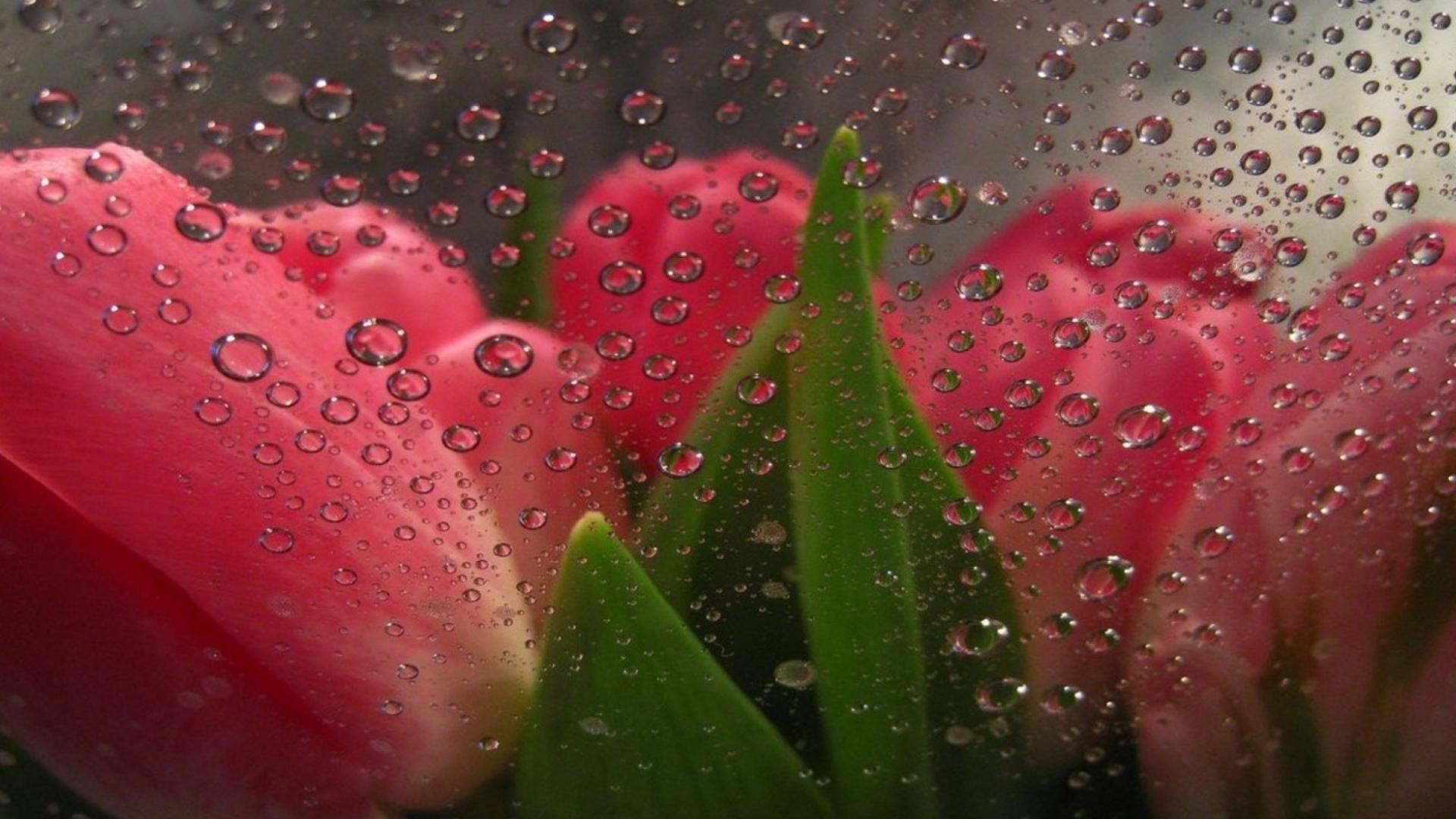 1920x1080 beauty, Tulips, Flower, Drops, Rain Wallpaper HD / Desktop and Mobile Background