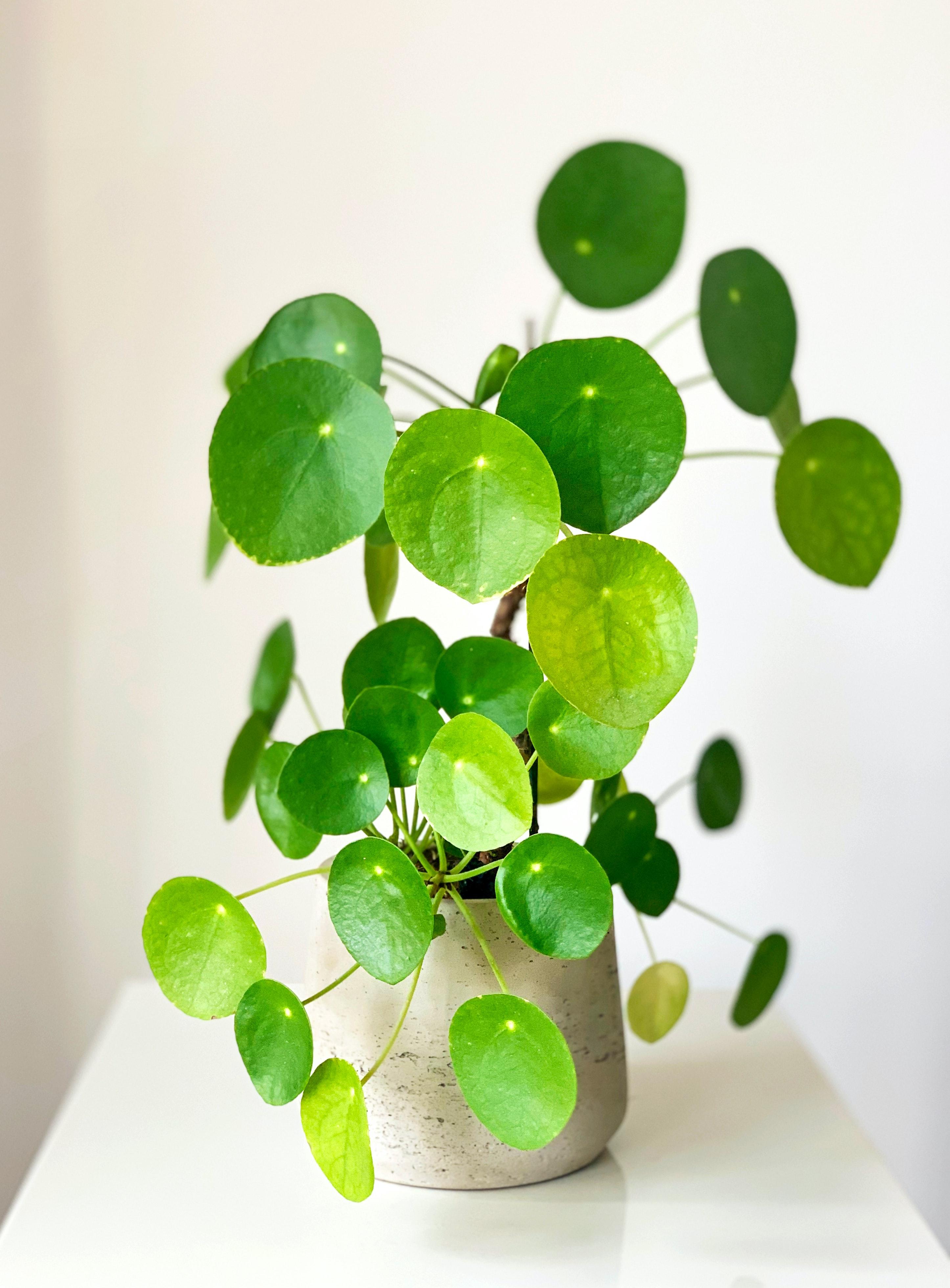 2892x3919 Chinese Money Plant Photo, Download The BEST Free Chinese Money Plant & HD Image