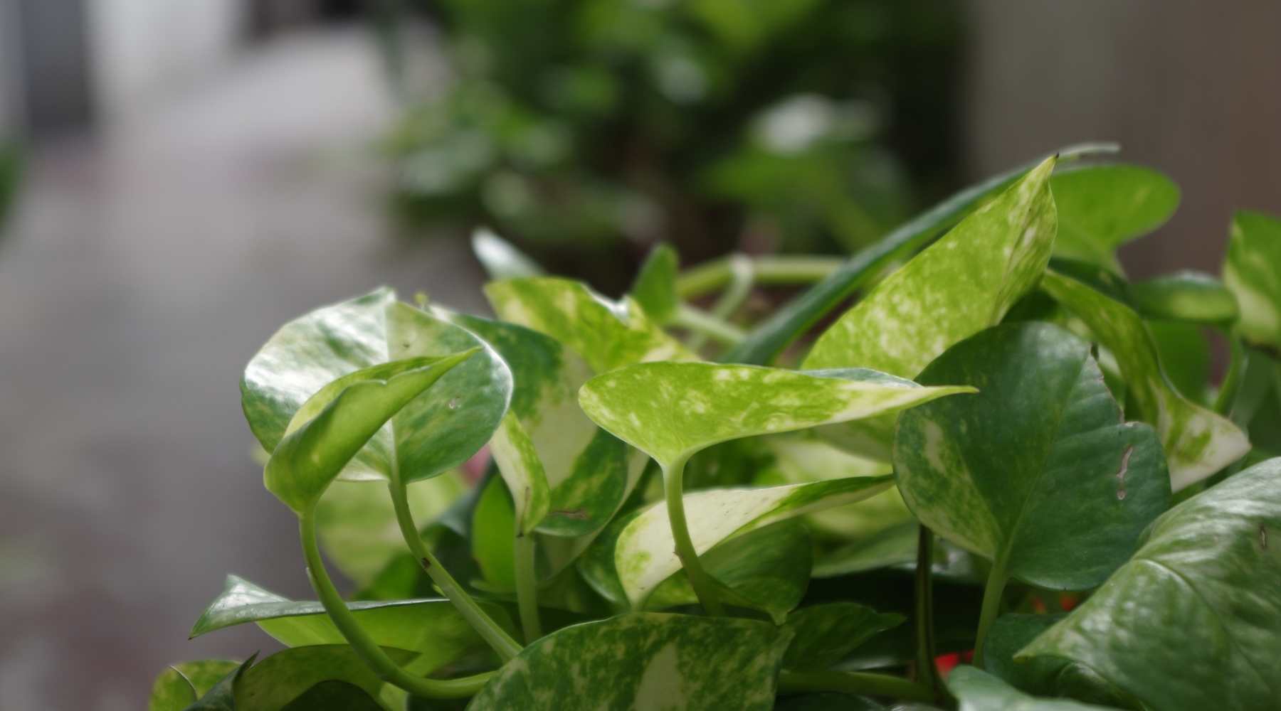 1800x1000 Advantages of Having a Money Plant