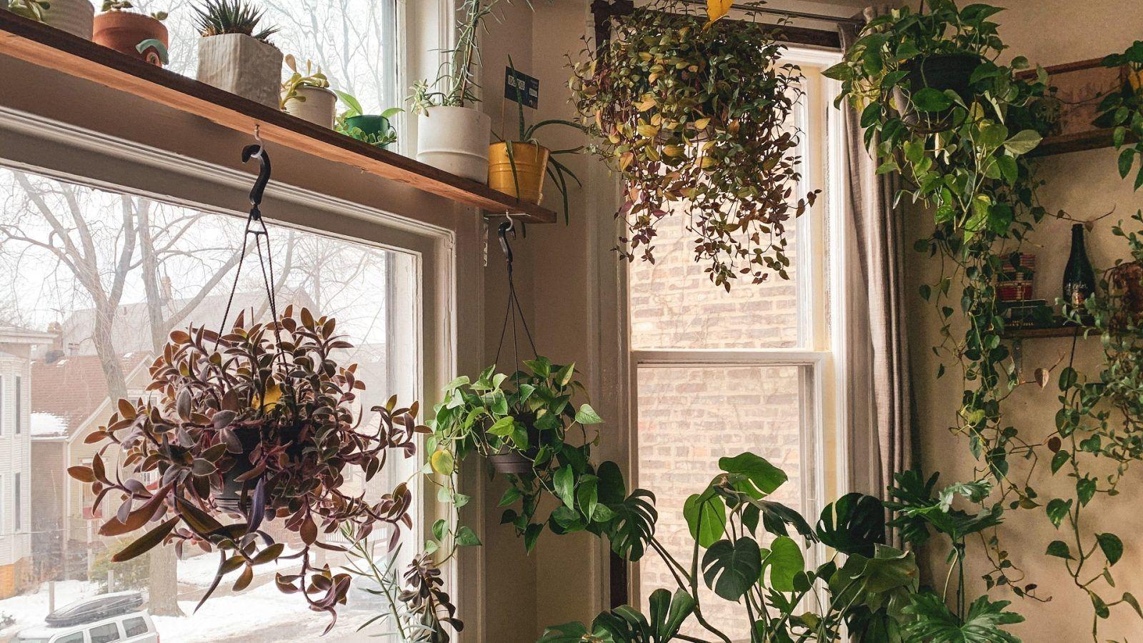 1600x900 Pothos to coin plant: Feng shui plants that attract positivity and money