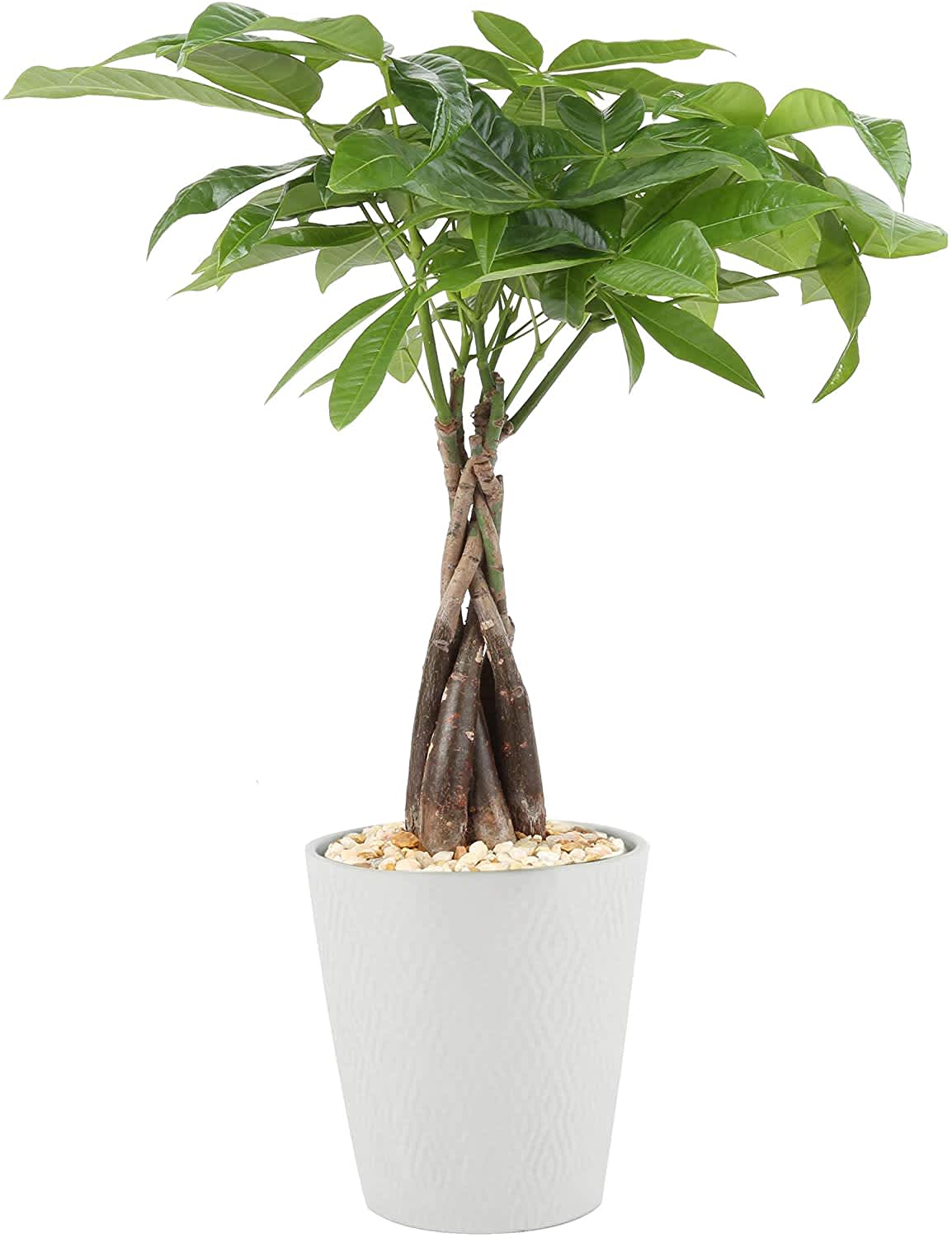 1154x1500 Money Tree Plant Care to Grow Money Trees