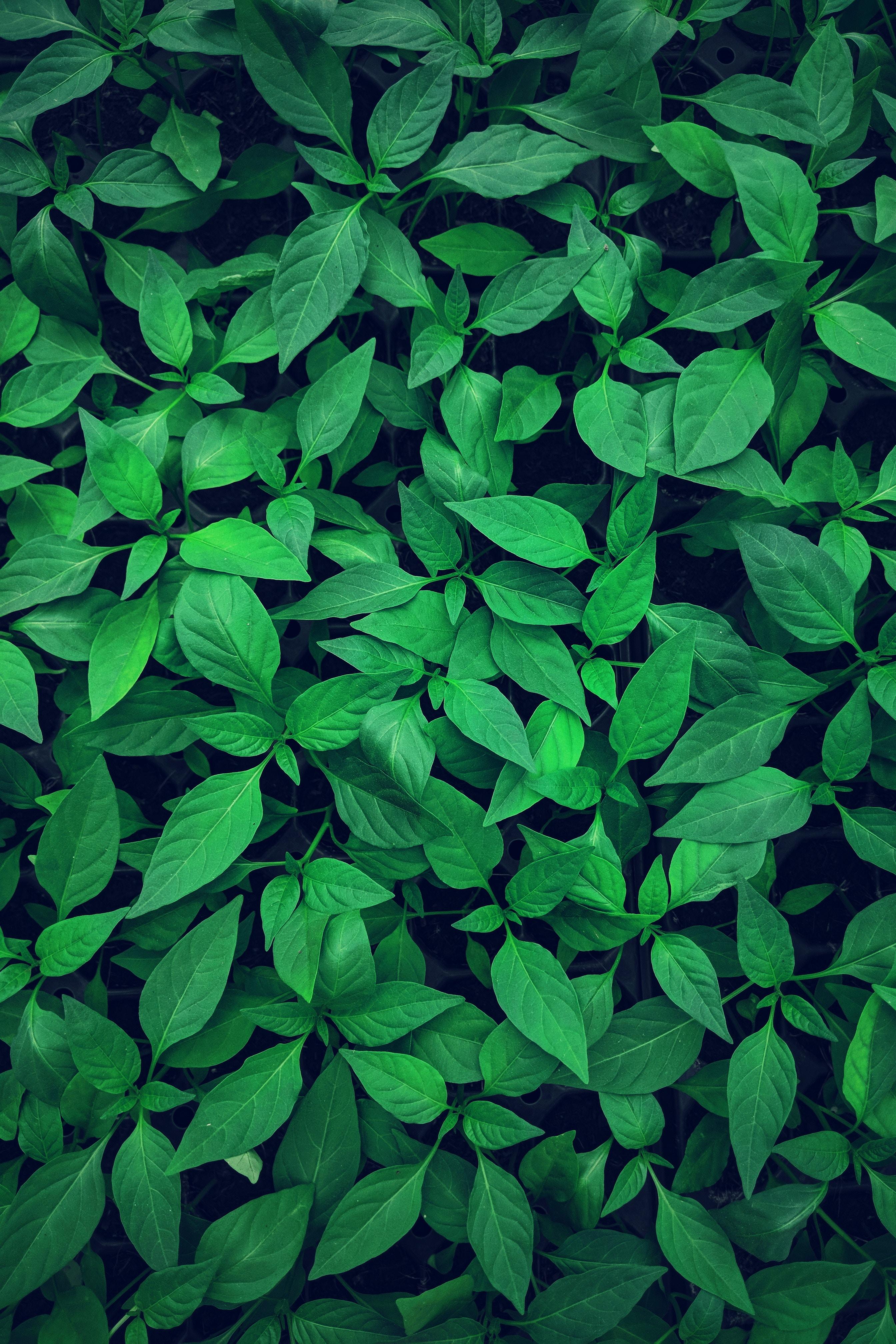 2688x4032 Download Plant wallpaper for mobile phone, free Plant HD picture