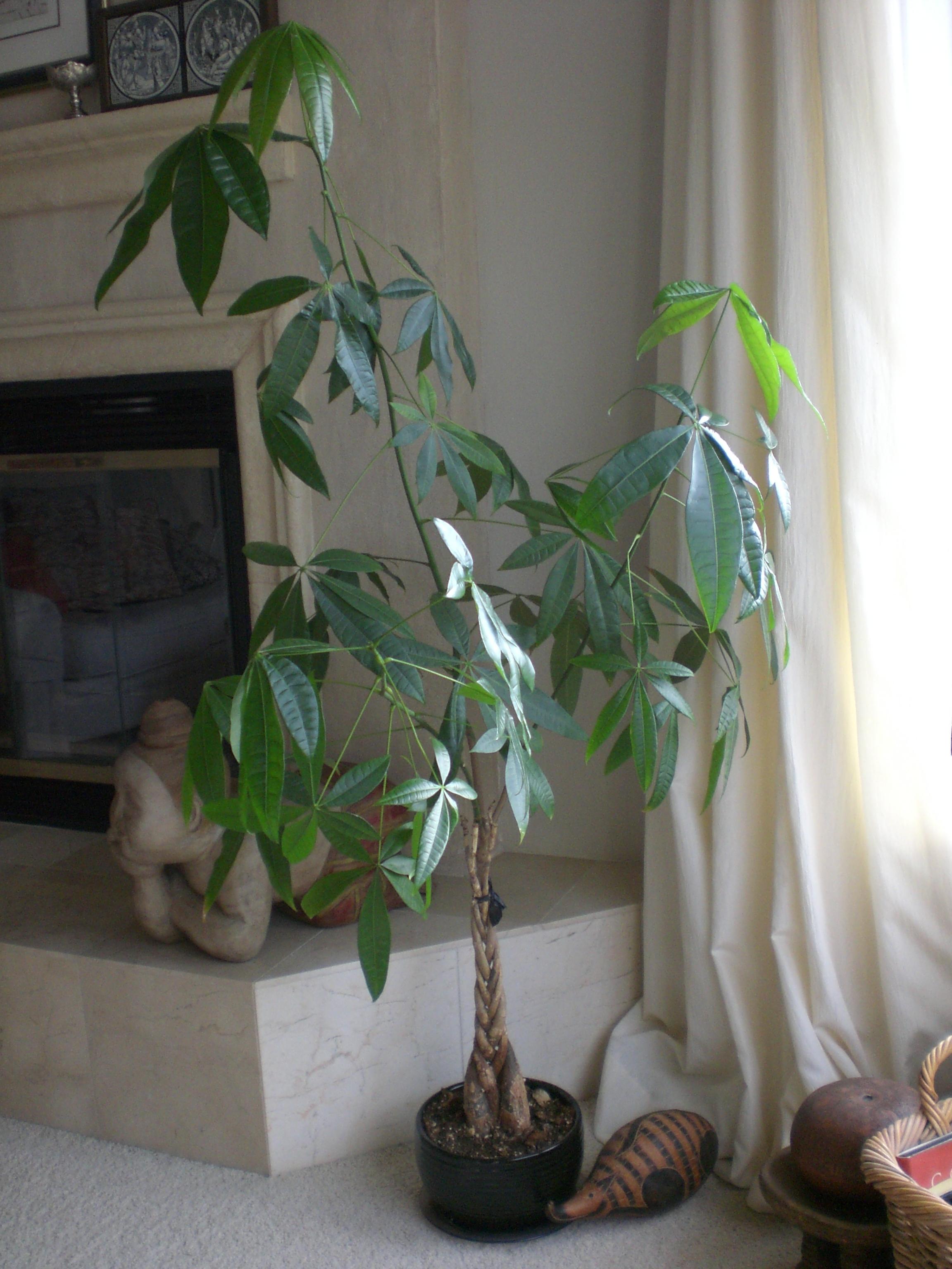 2304x3072 Free photo: Chinese money tree, Coins, Green