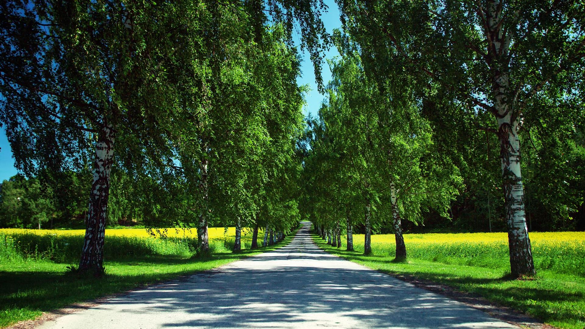 1920x1080 Wallpaper Norway nature summer, road, canola fields, birch trees, shadows 1920x1200 HD Picture, Image
