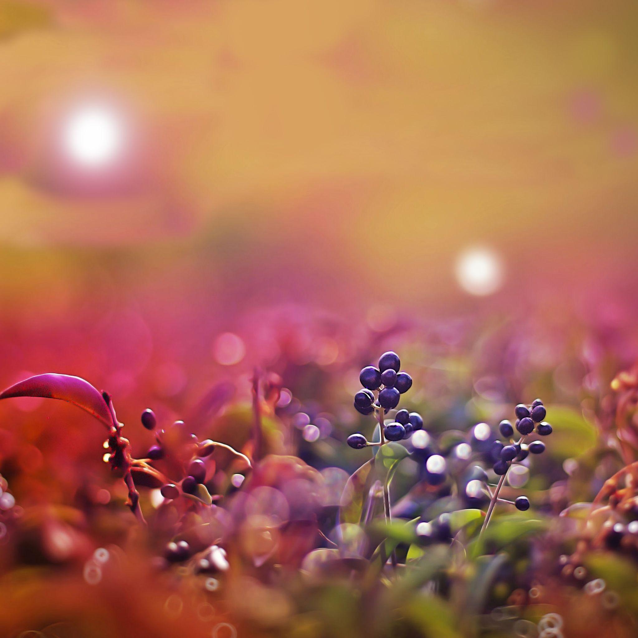 2048x2048 Purple fruit. iPad air wallpaper, Wallpaper, iPad mini wallpaper