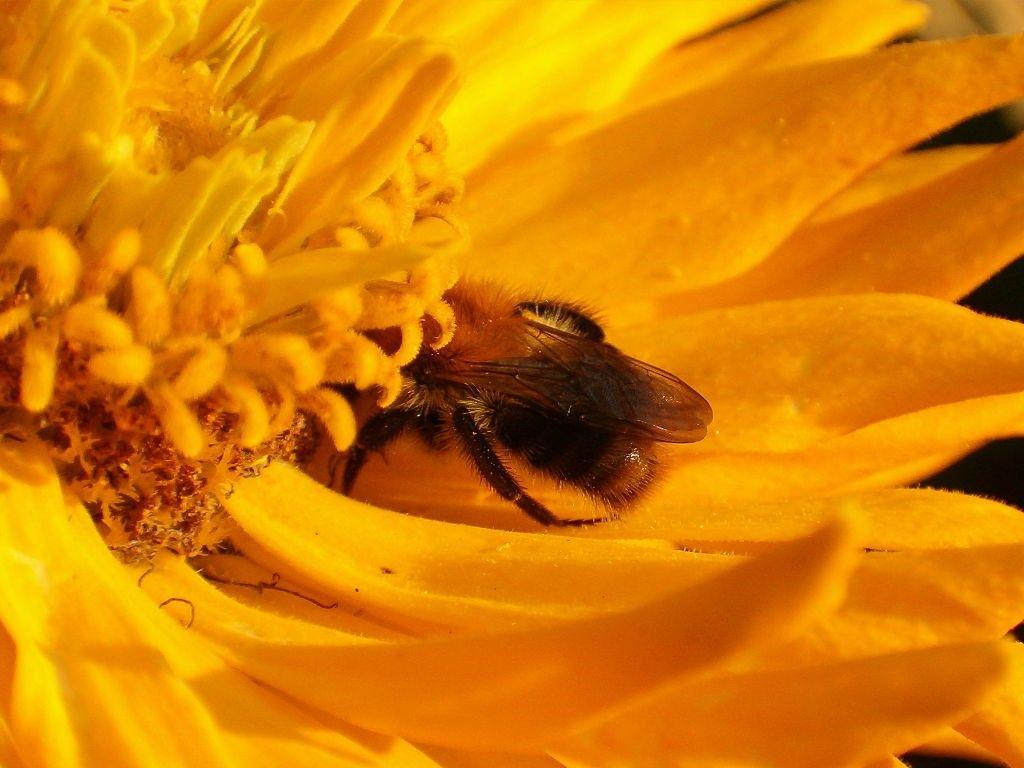 1024x768 Bee On Flower 3 Wallpaper Luxury Tumblr Yellow Gucci Bee iPhone