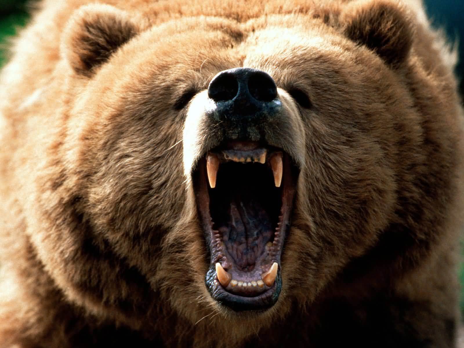Grizzly Bear Wallpapers  Apps on Google Play