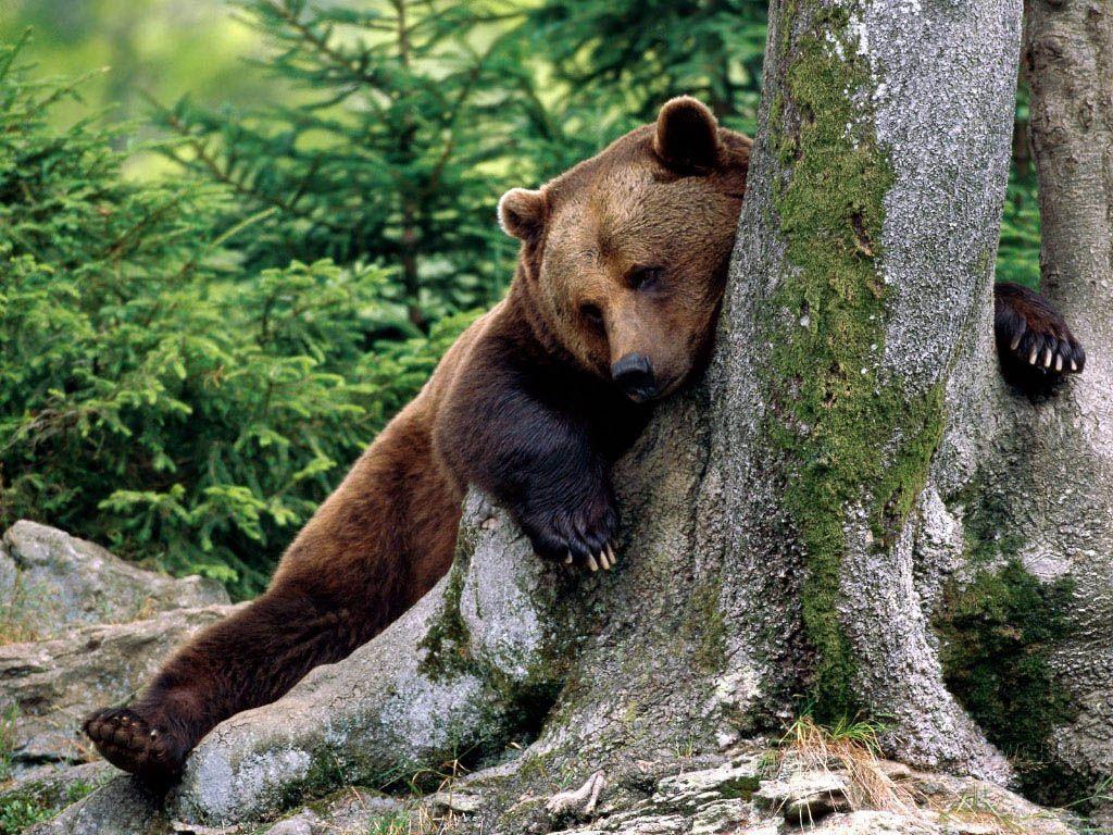 1024x768 Bear Download HD Image Photo Wallpaper And Best Picture